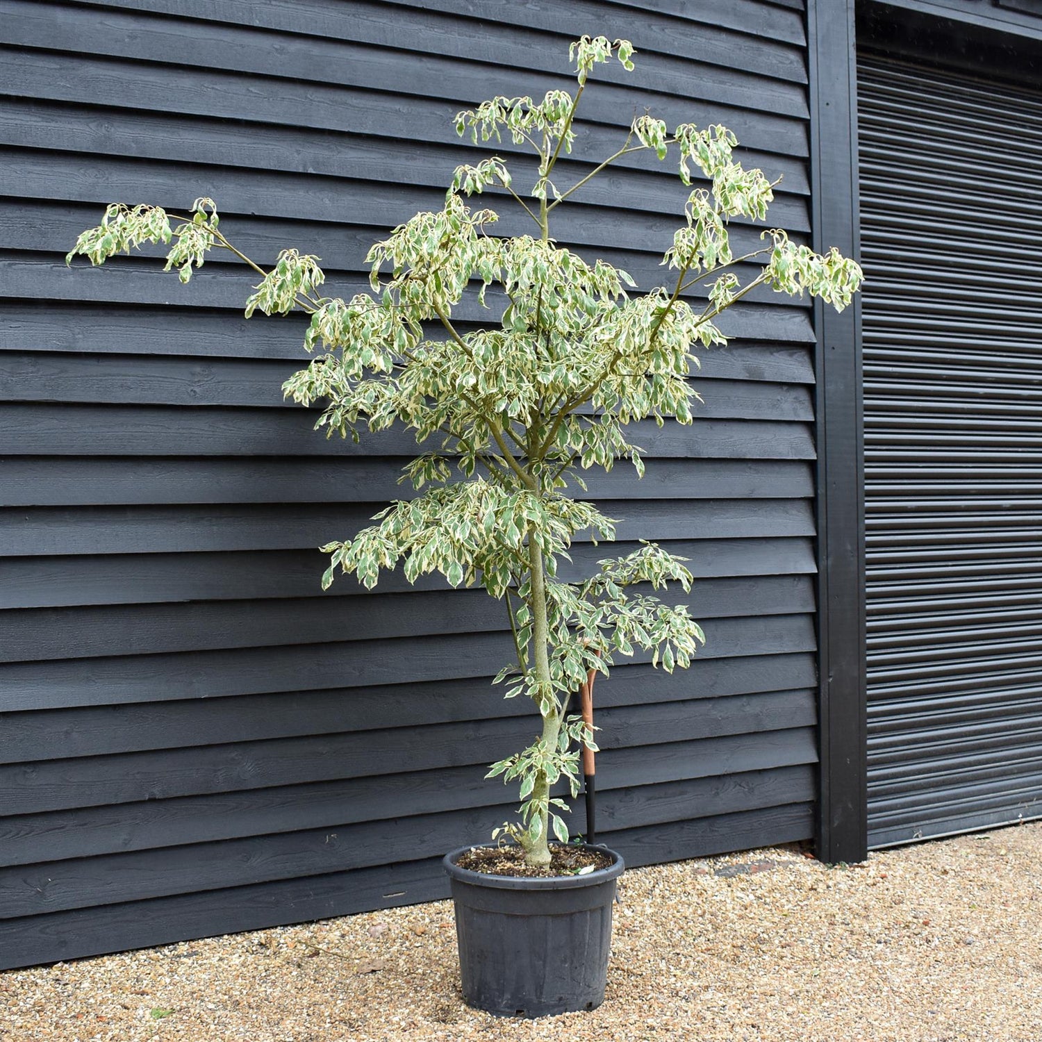 Cornus controversa 'Variegata' | Wedding Cake Tree -200-250cm, 90lt