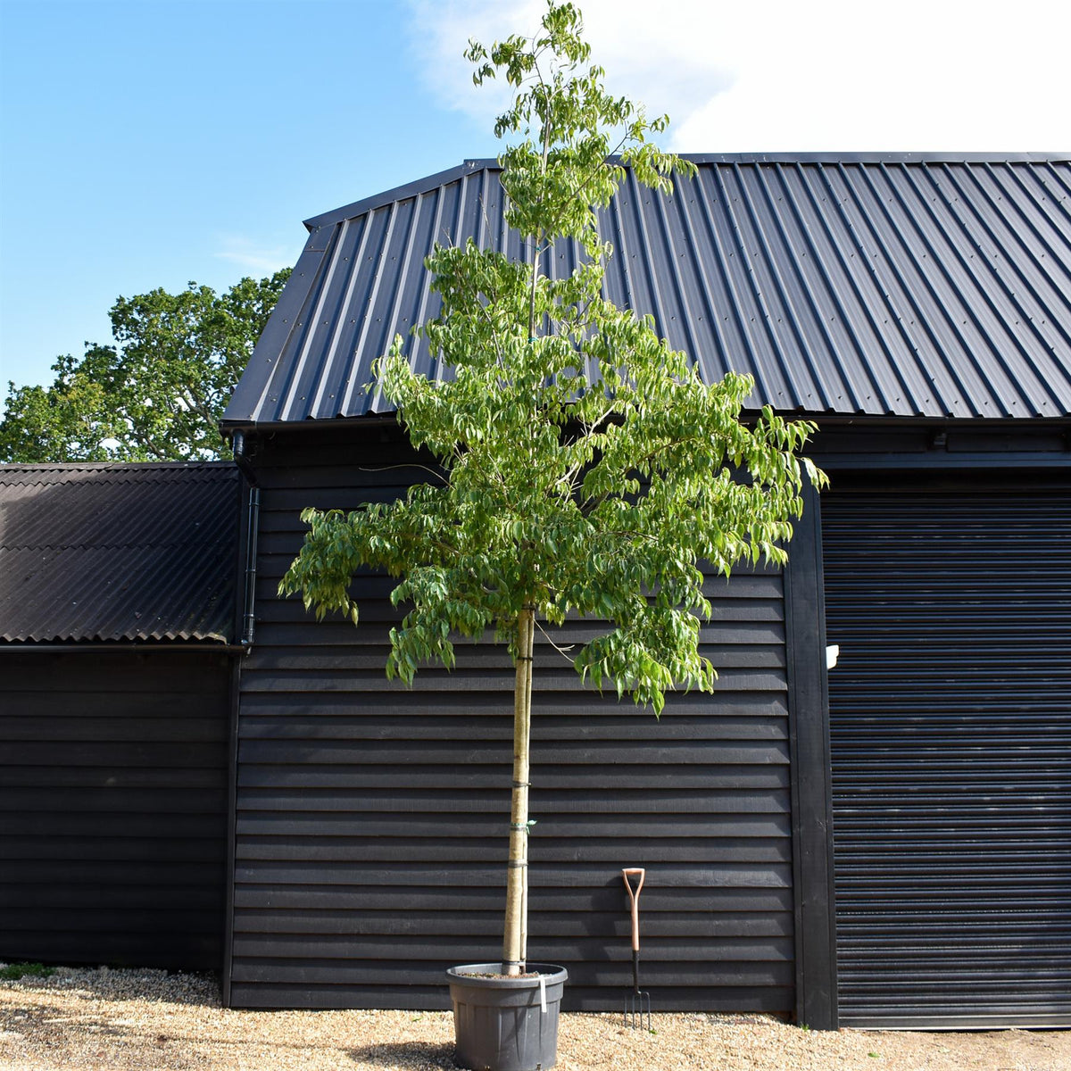 Celtis Australis | European hackberry - Girth 16cm - 470-480cm - 130lt