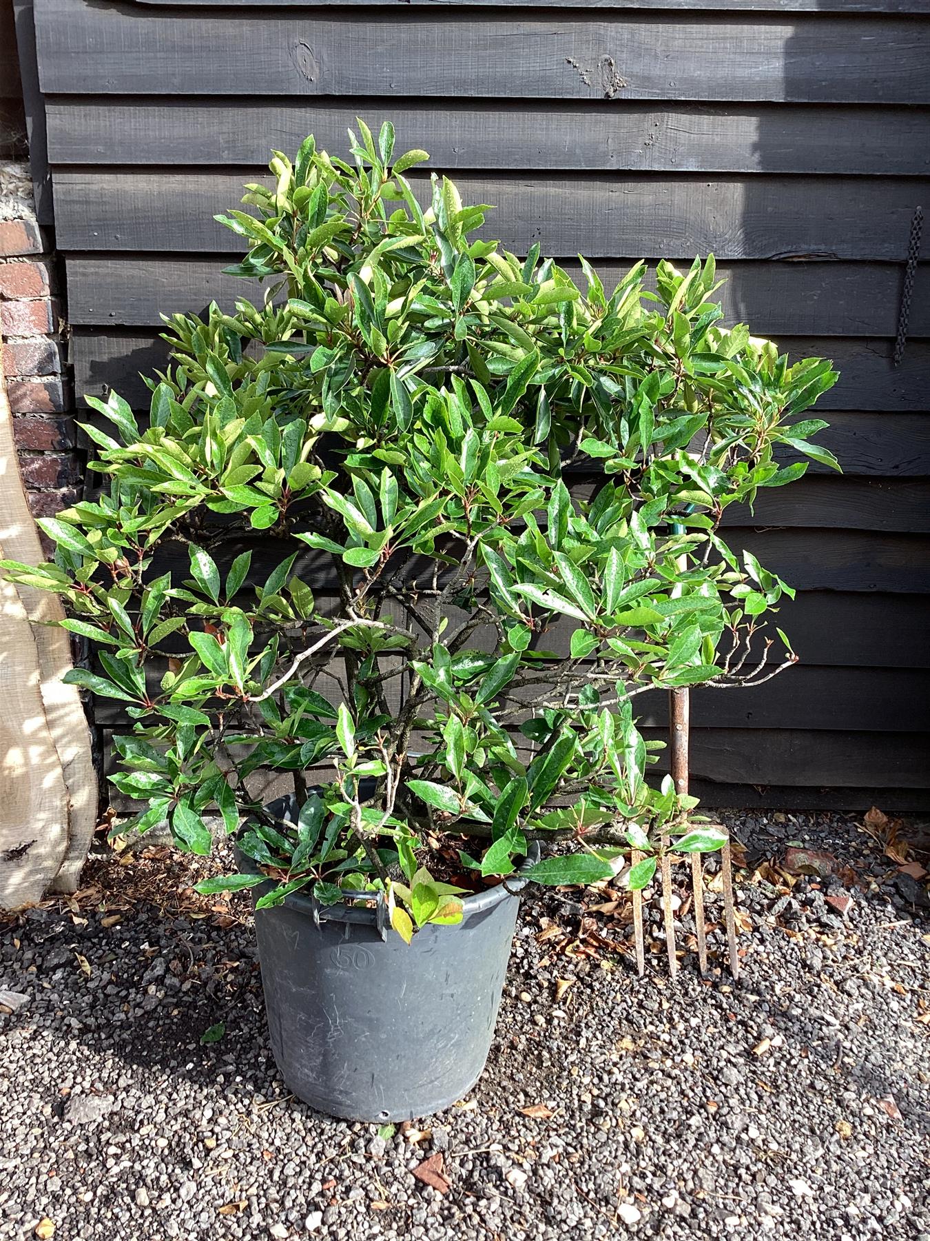 Eriobotrya japonica 'Coppertone' | Coppertone Loquat Tree - 150-200cm ...