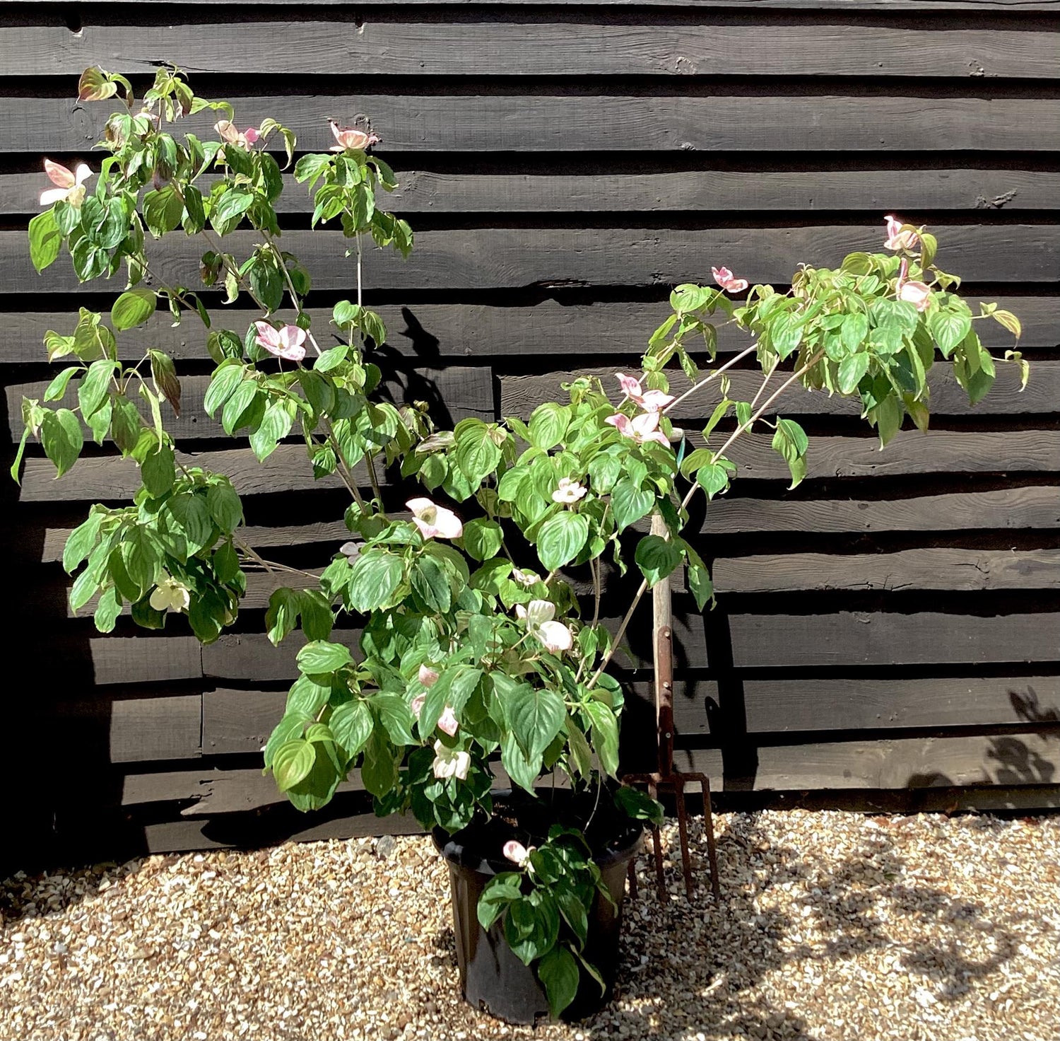 Cornus kousa 'Miss Satomi' Japanese Dogwood - Height 140-150cm - 30lt