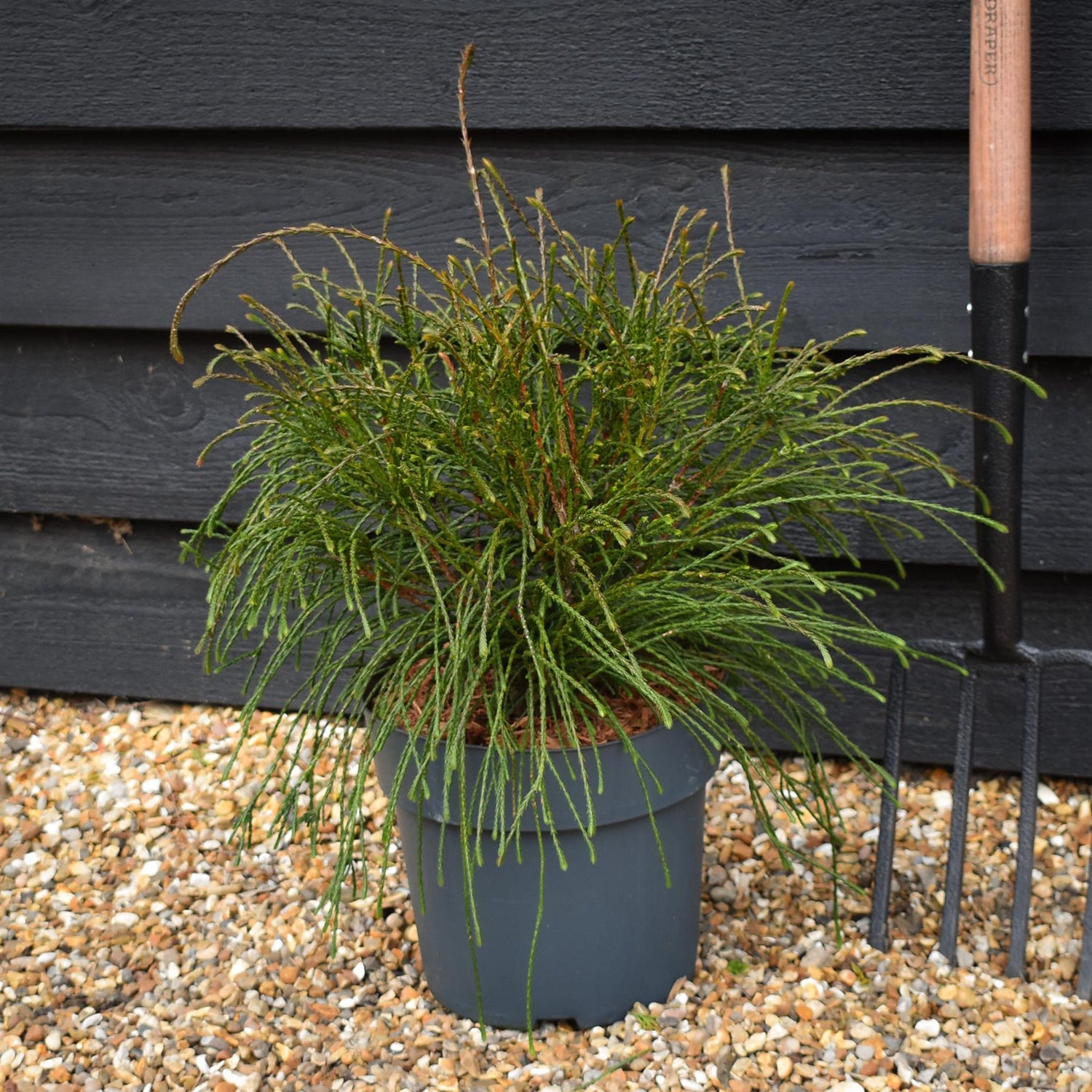 Thuja plicata 'Whipcord' | Western Red Cedar 'Whipcord' - Height 30-40cm - 7.5lt