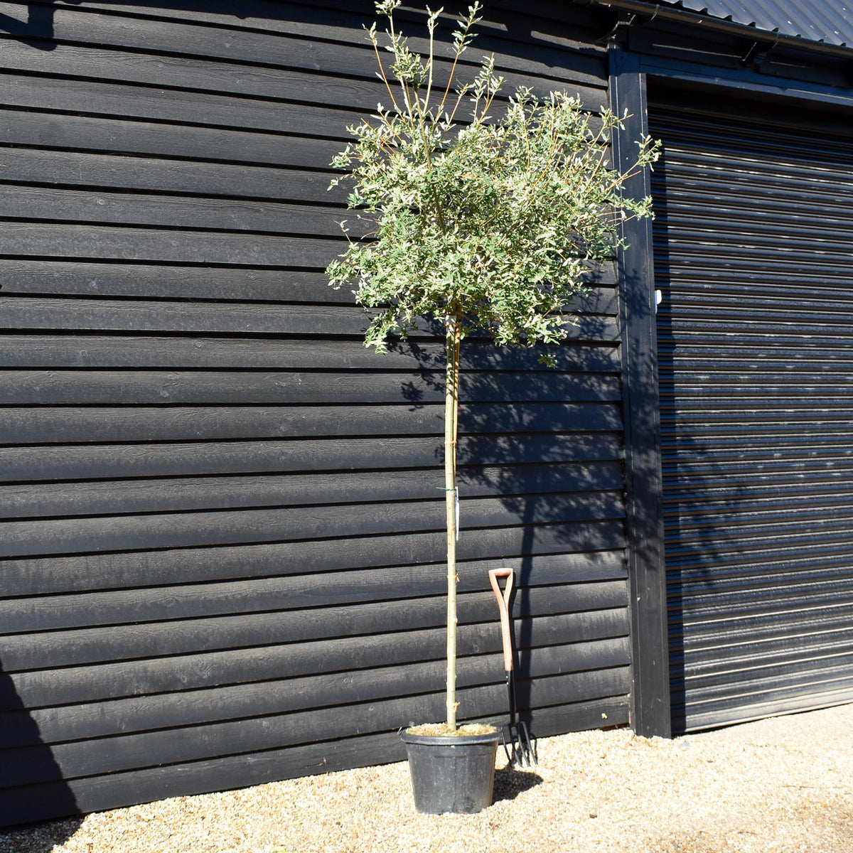 Salix integra 'Hakuro-nishiki' | Dappled Willow - Standard - Clear Stem 180cm - Girth 8-10cm - Height 280-300cm - 35lt