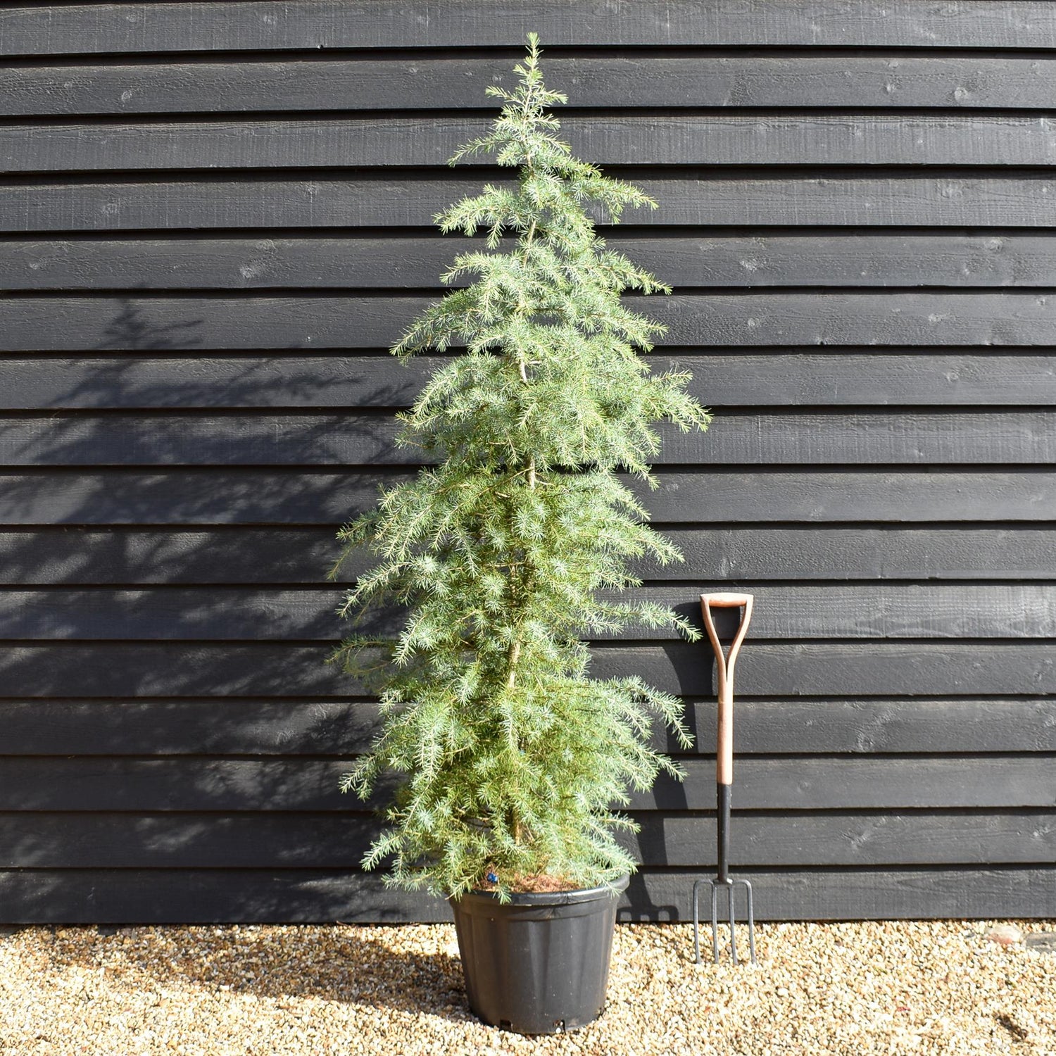Cedrus deodara | Himalayan Cedar - Height 160-180cm - 35lt