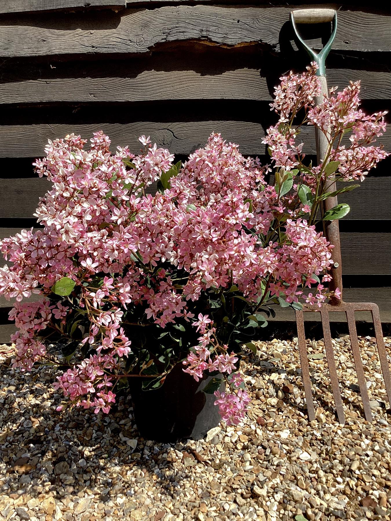 Rhaphiolepis umbellata (pink) | Yeddo  - 90cm, 20lt