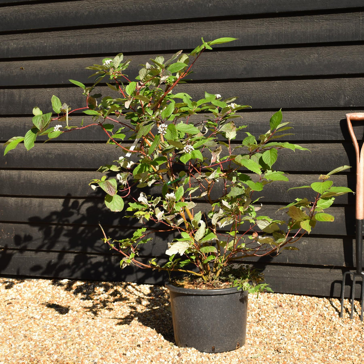 Cornus alba 'Sibirica' | Siberian Dogwood - Shrub - Height 90-100cm - 20lt