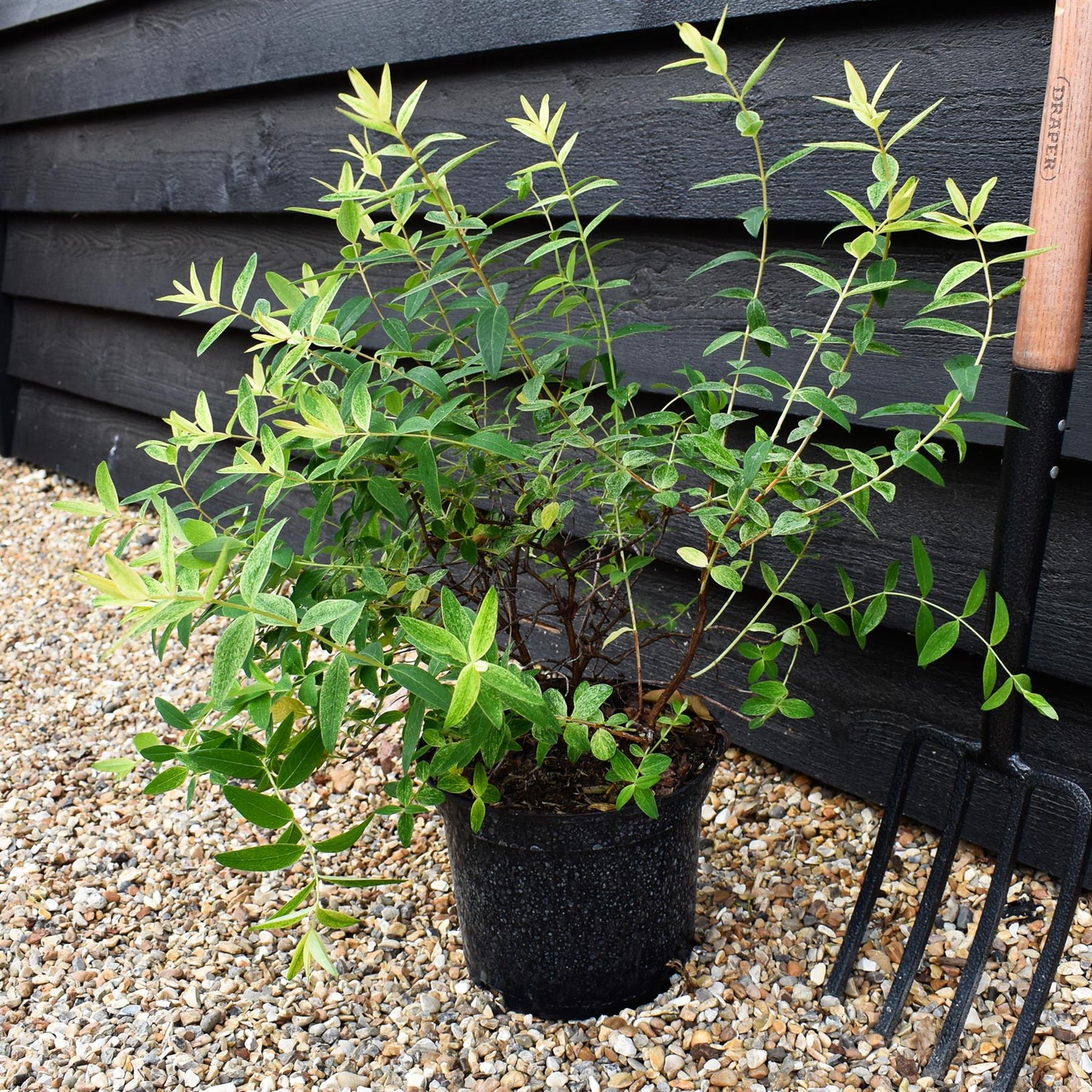 Hypericum Radiance | St John's Wort - Height 40-60cm - Shrub - 5lt