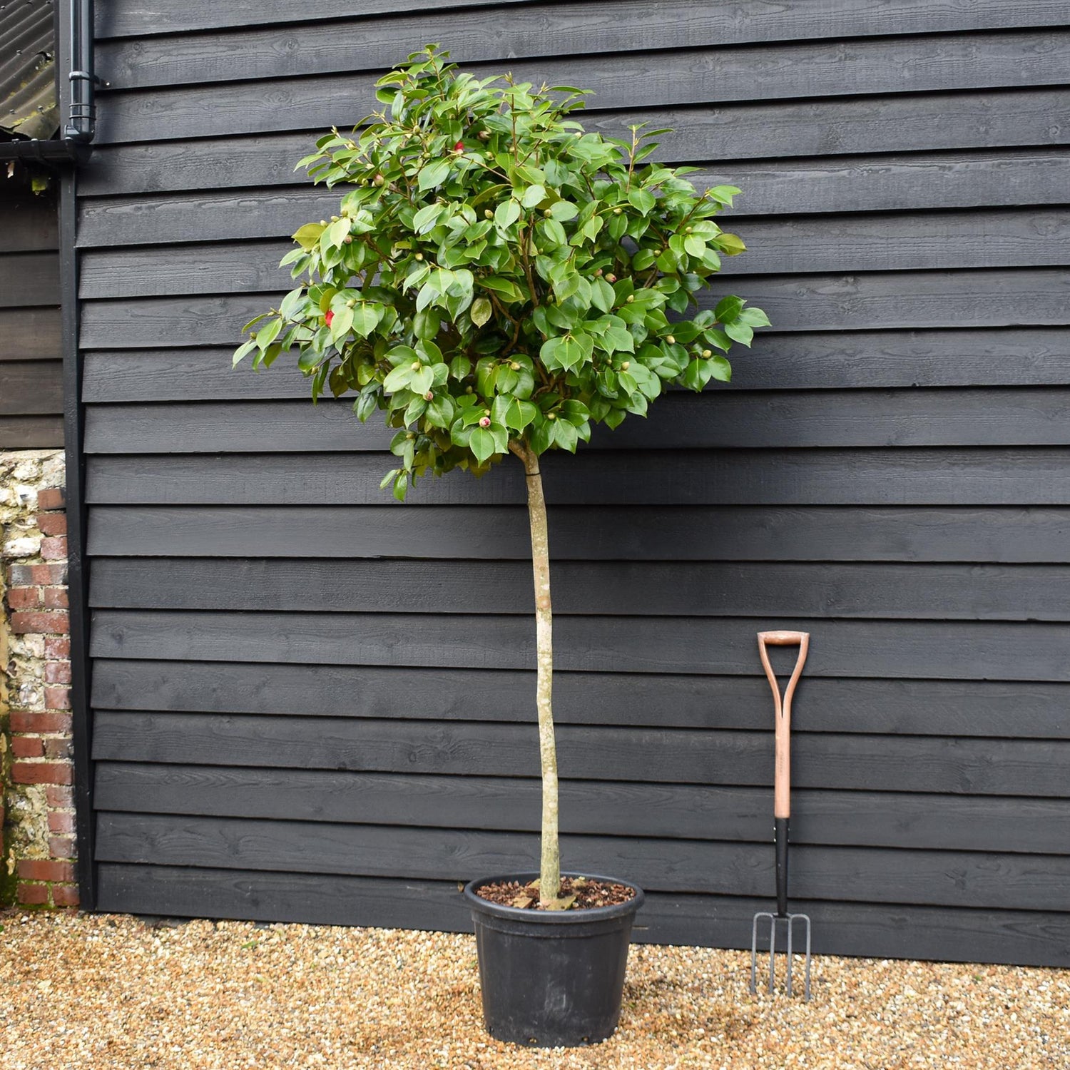Camellia Japonica - C.M. Hovey - Pink - Clear Stem 100cm - Height 210-220cm - 45lt