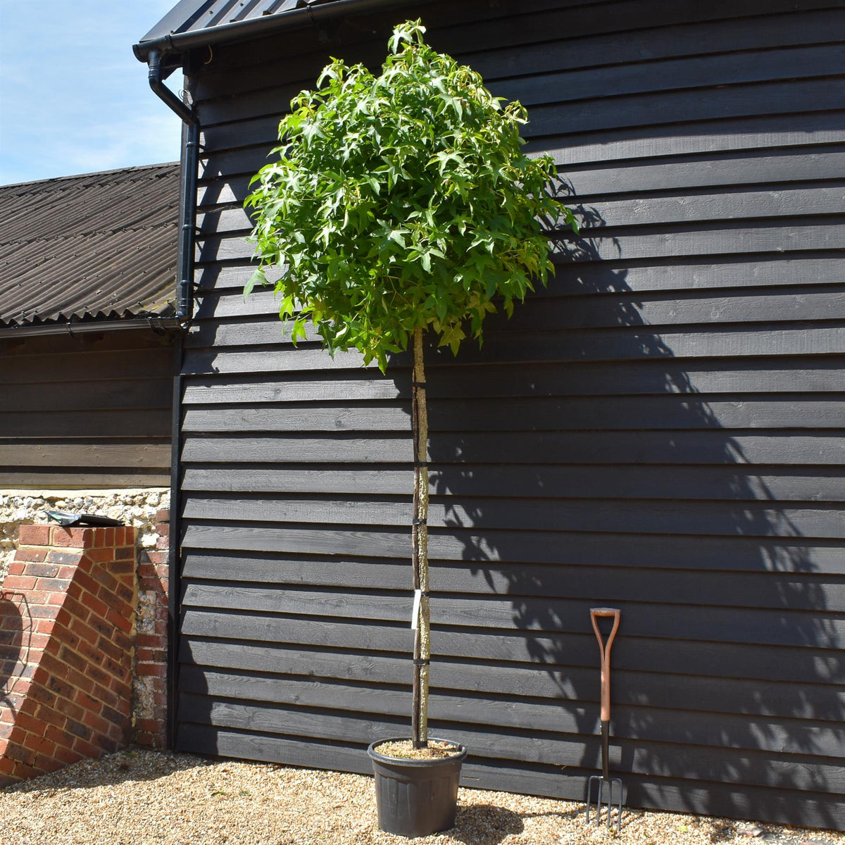Liquidambar styraciflua 'Gum Ball'| Sweet Gum Tree - Clear Stem 190-210cm - Girth 12-14cm - Height 430-450cm - 35lt