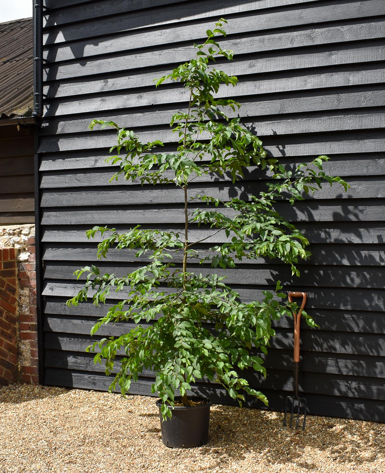 European hop-hornbeam | Ostrya carpinifolia - - Height 200-220cm - Girth 4-6cm - 30lt