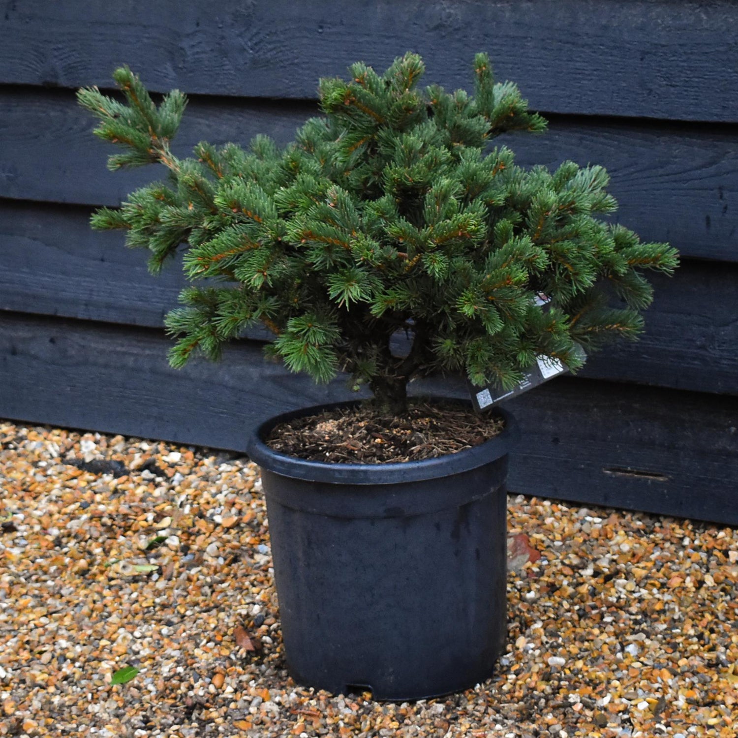 Picea abies Lucky Strike - Height 40cm - 11lt