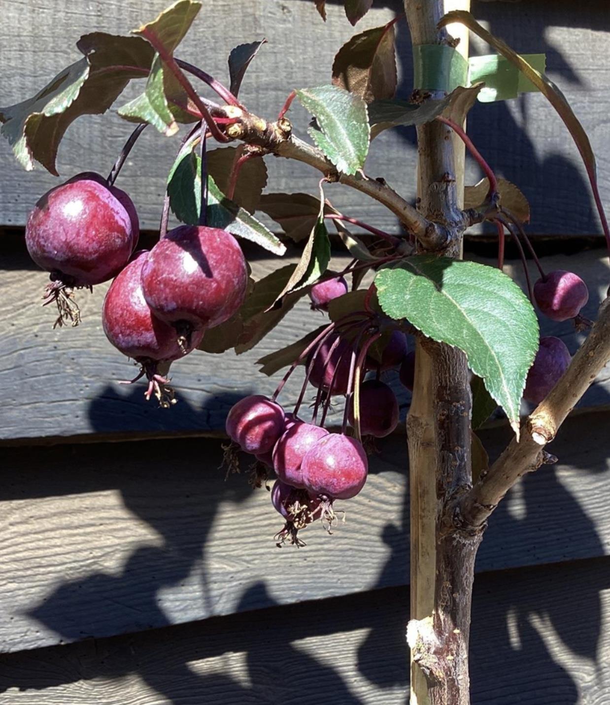 Malus Royalty | Purple Flowering Crab Apple Tree, Clear Stem - 170-200cm, 10lt