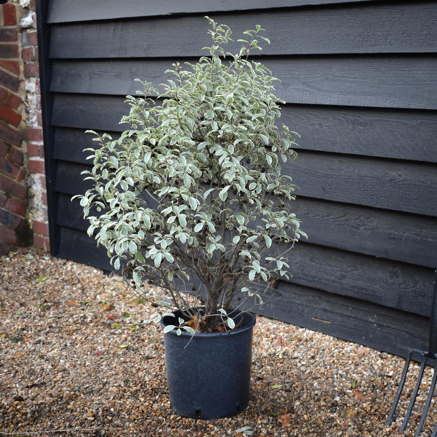 Pittosporum 'Silver Queen' -  90-100cm 12lt