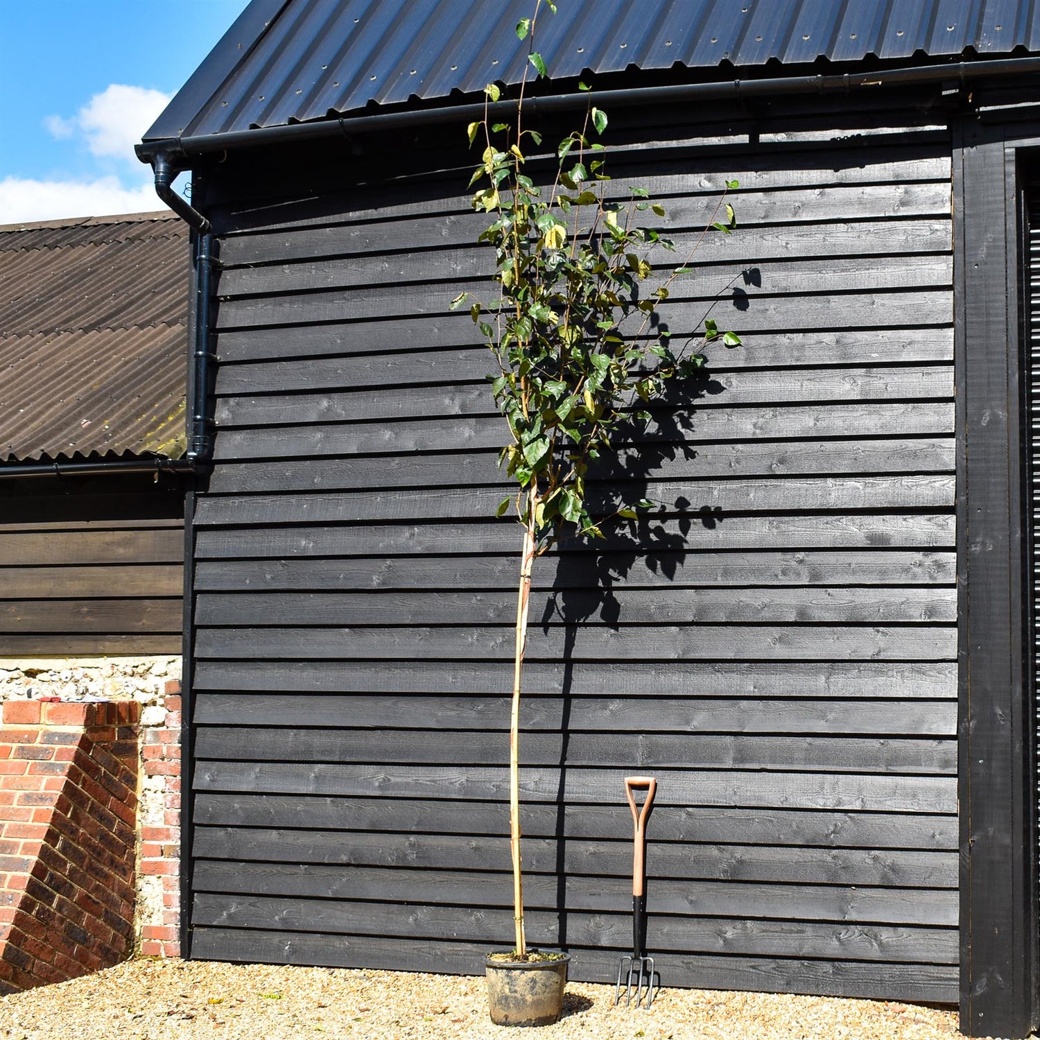 Silver birch 'Snow Queen' | Betula utilis Snow Queen - Height - 200-250cm - Girth 4-6cm - 20lt