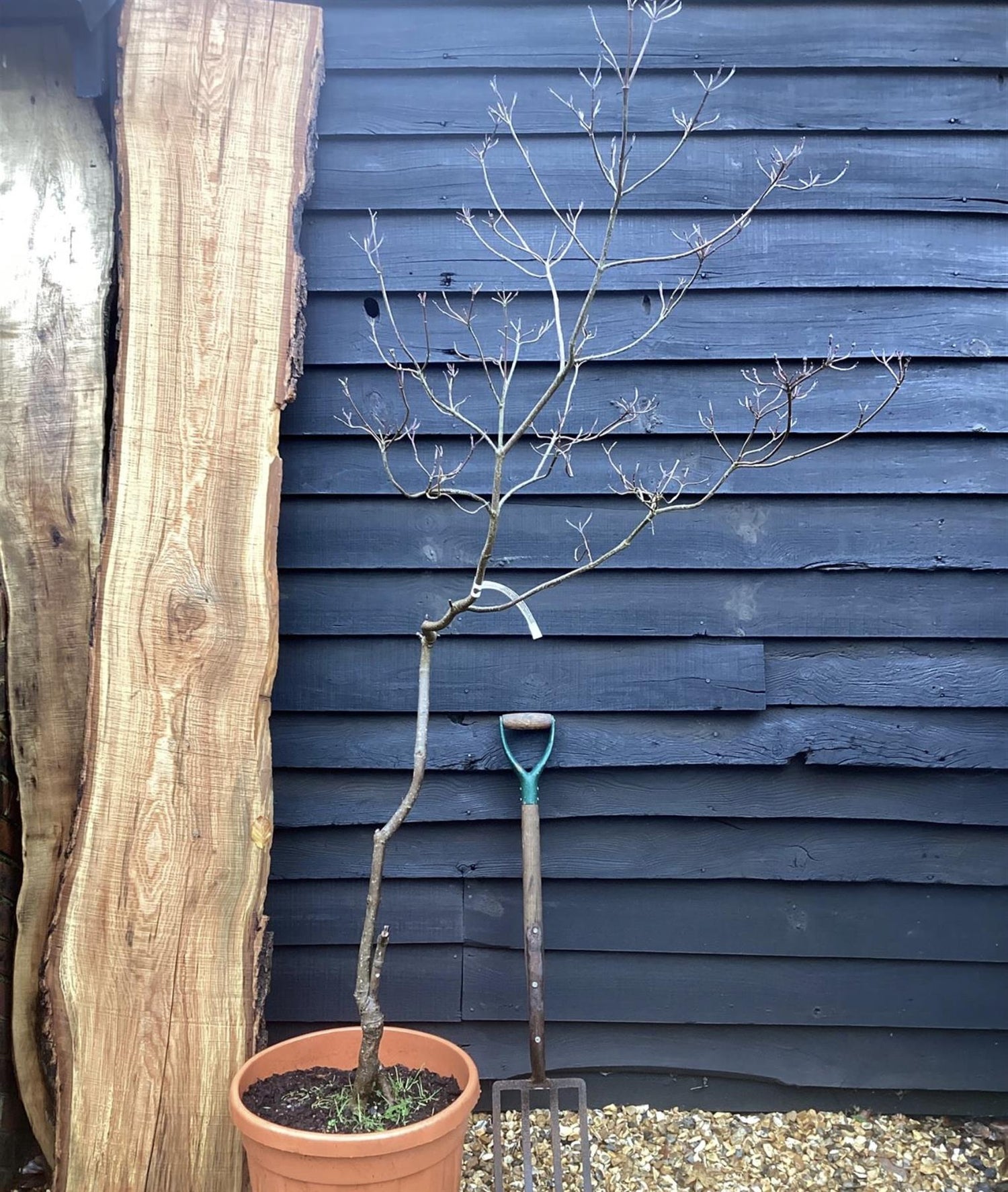 Cornus florida Cherokee Chief | Cherokee Chief Dogwood - 180-220cm, 20lt