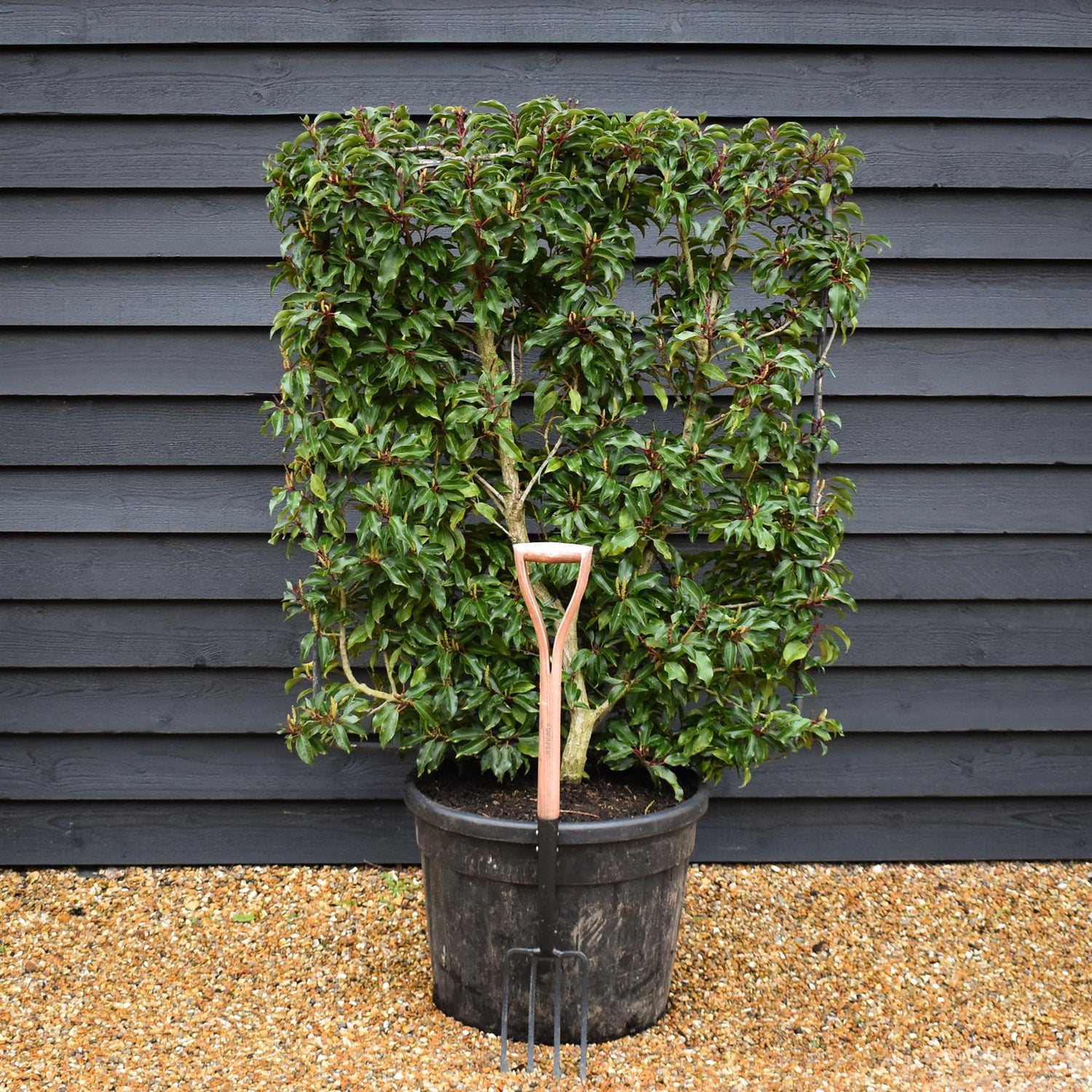 Prunus Lusitanica | Portuguese Laurel Cherry - Frame - Height 130-140cm - Width 100-110cm- 90lt