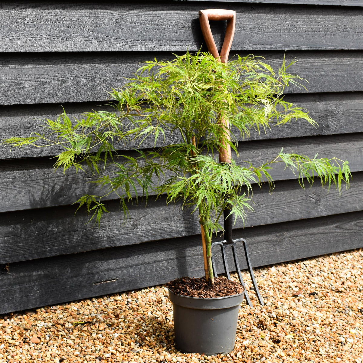Laceleaf Japanese maple | Acer palmatum Dissectum -  - Clear Stem 20cm - Height 50-80cm - 5lt