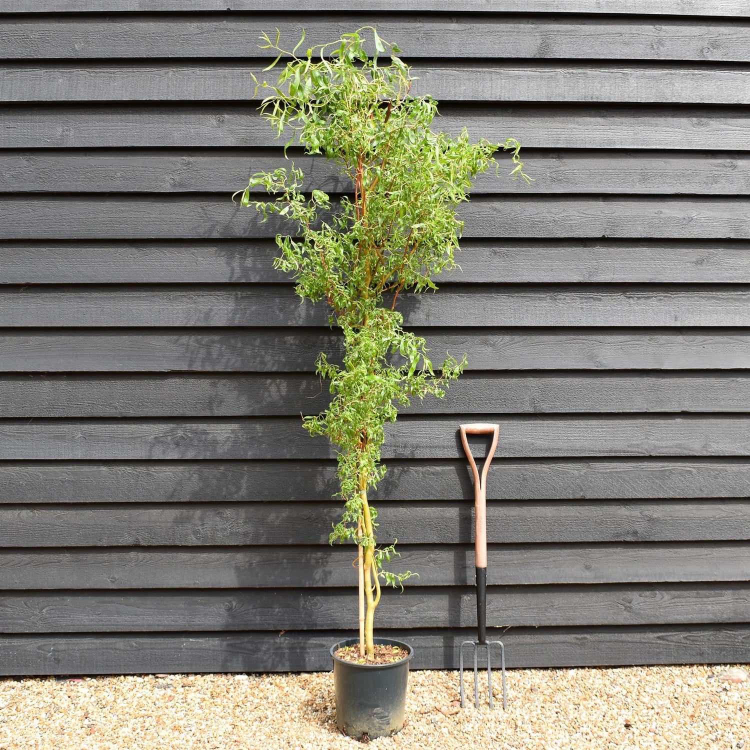 Salix x sepulcralis 'Erythroflexuosa' | Willow 'Erythroflexuosa' -  Tree - Height 150-200cm - 12lt