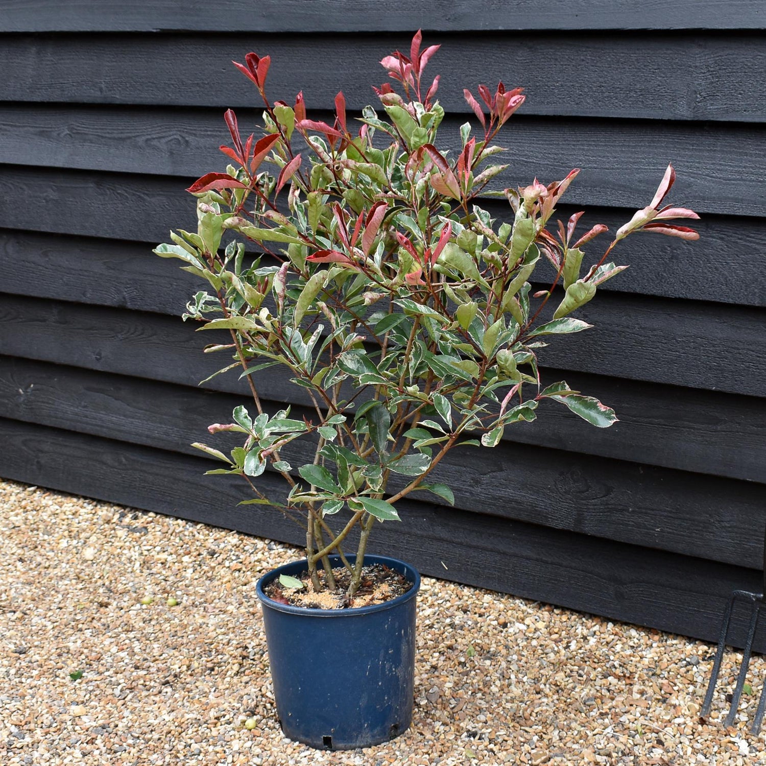 Photinia Pink Marble ('Cassini') -  Height 30-50cm - 12lt