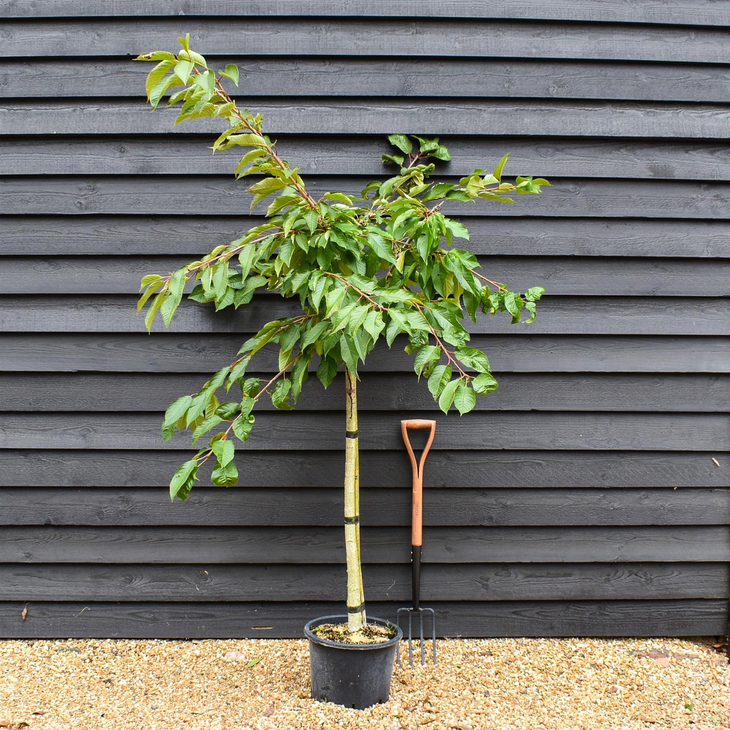 Prunus avium 'Early Rivers' | Cherry 'Early Rivers' - Height 150-160cm - 25lt