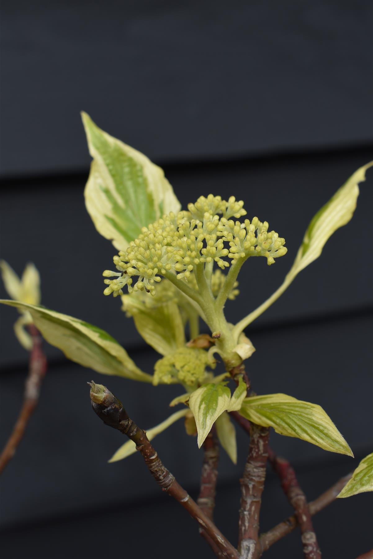 Cornus controversa | Giant Dogwood - 210-220cm, 90lt
