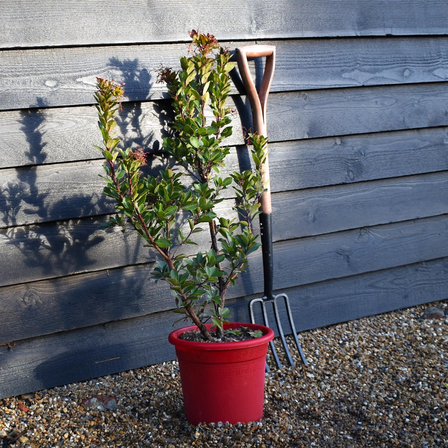 Arbutus Rubra | Pink Strawberry Tree - Height 60-80cm - 10lt