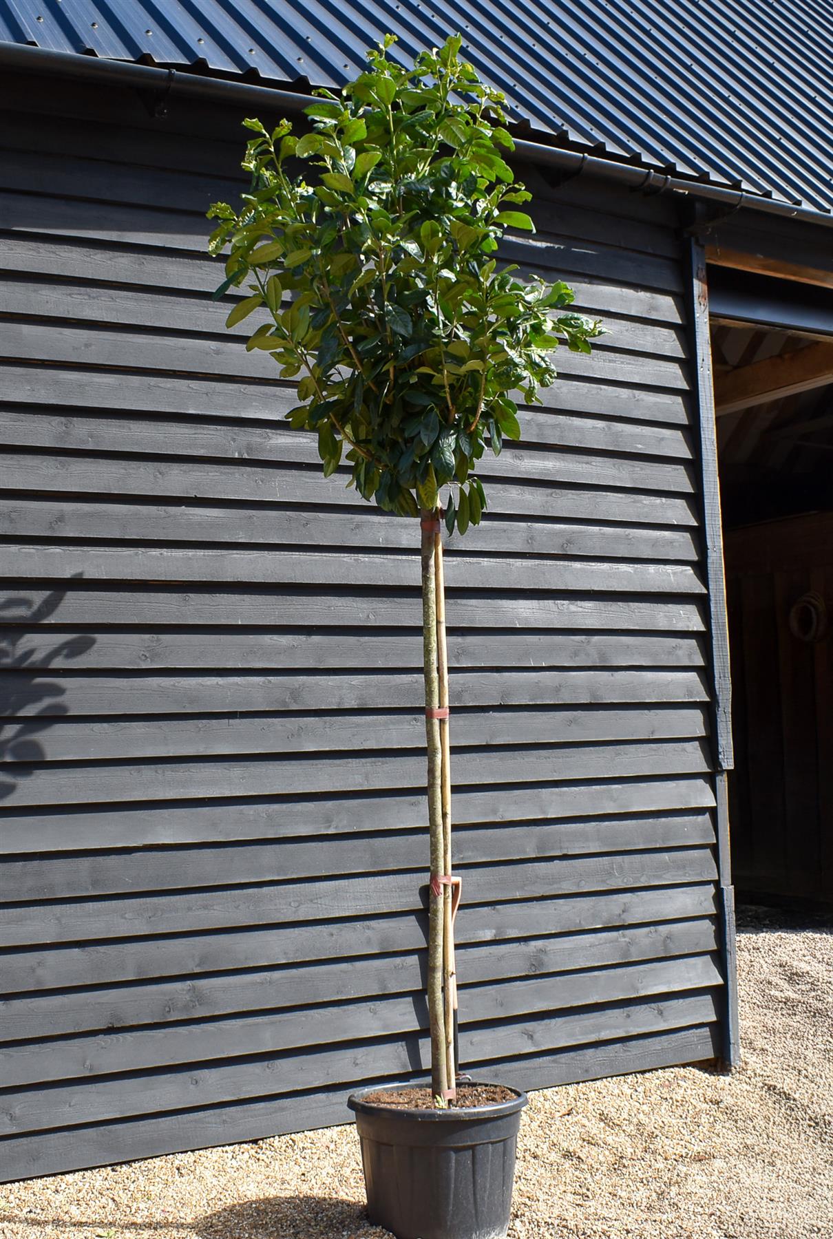 Cherry Laurel 'Novita' Full Standard Tree - Prunus laurocerasus 'Novita' | Clear Stem 200cm - Height 350-380cm  - Girth 10-12 - 90lt