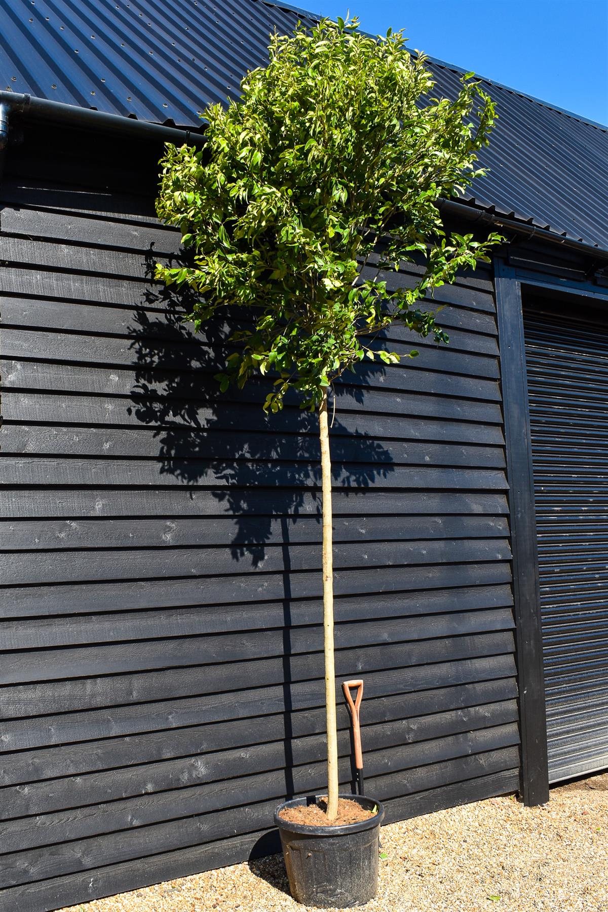 Japanese Privet  Tree | Ligustrum japonicum | - Clear Stem 180cm - Girth 14-16cm - Height - 280-320cm - 70lt
