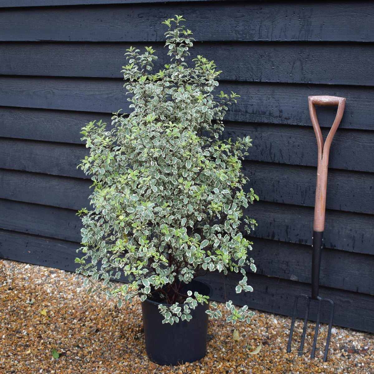 Pittosporum tenuifolium Variegatum - Height 90-100cm -12lt