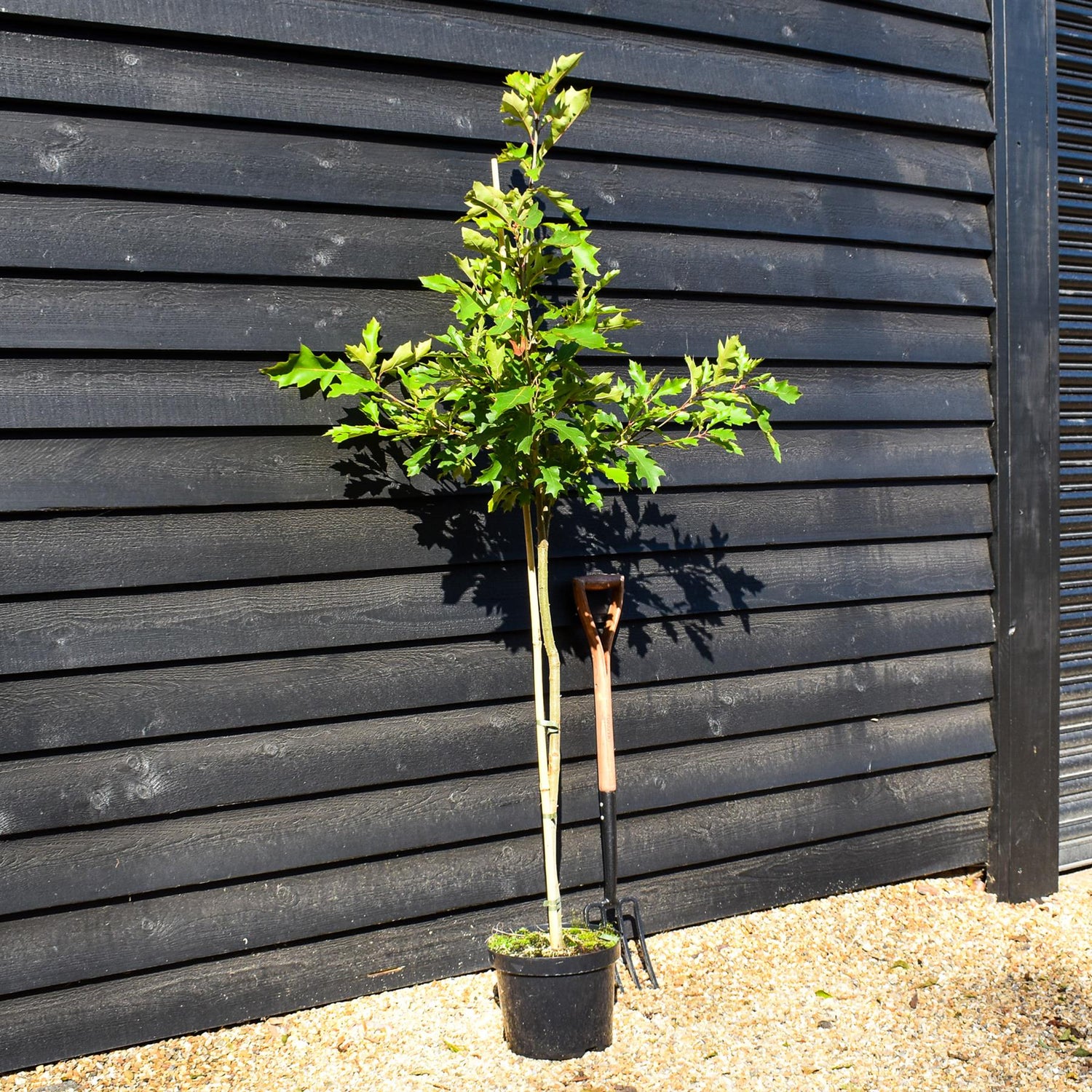 Shumard oak | Quercus shumardii - Height 160-180cm - Pot Grown - 10lt
