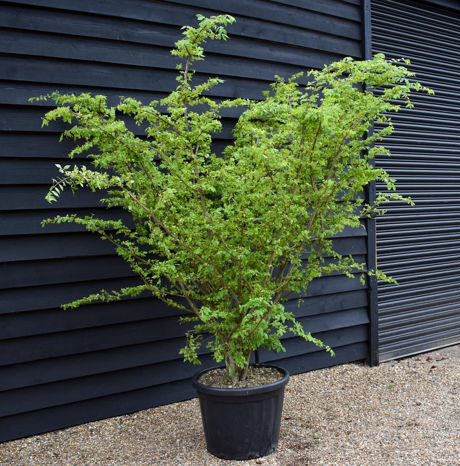 Winged Spindle Tree | Euonymus Alatus - Height 180 - 200cm - 55lt