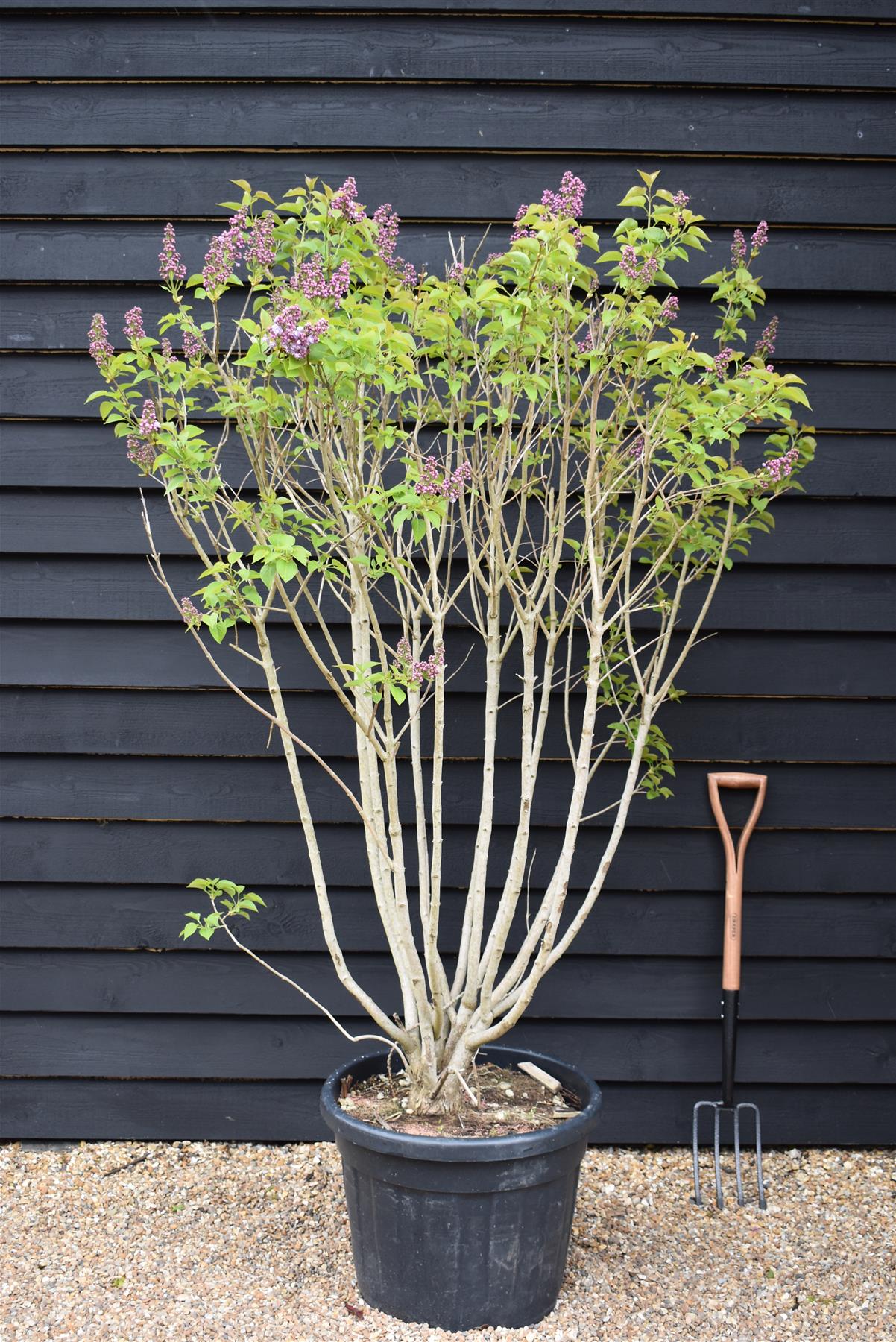 Lilac 'Michel Buchner' | Syringa Vulgaris - 180-200cm - 90lt