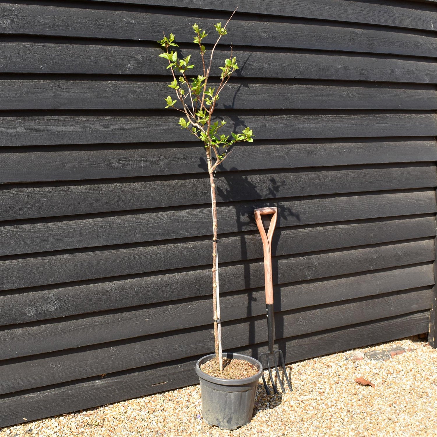 Hydrangea paniculata 'Diamantino' - Stem 100cm - Height 140-160cm - 15lt