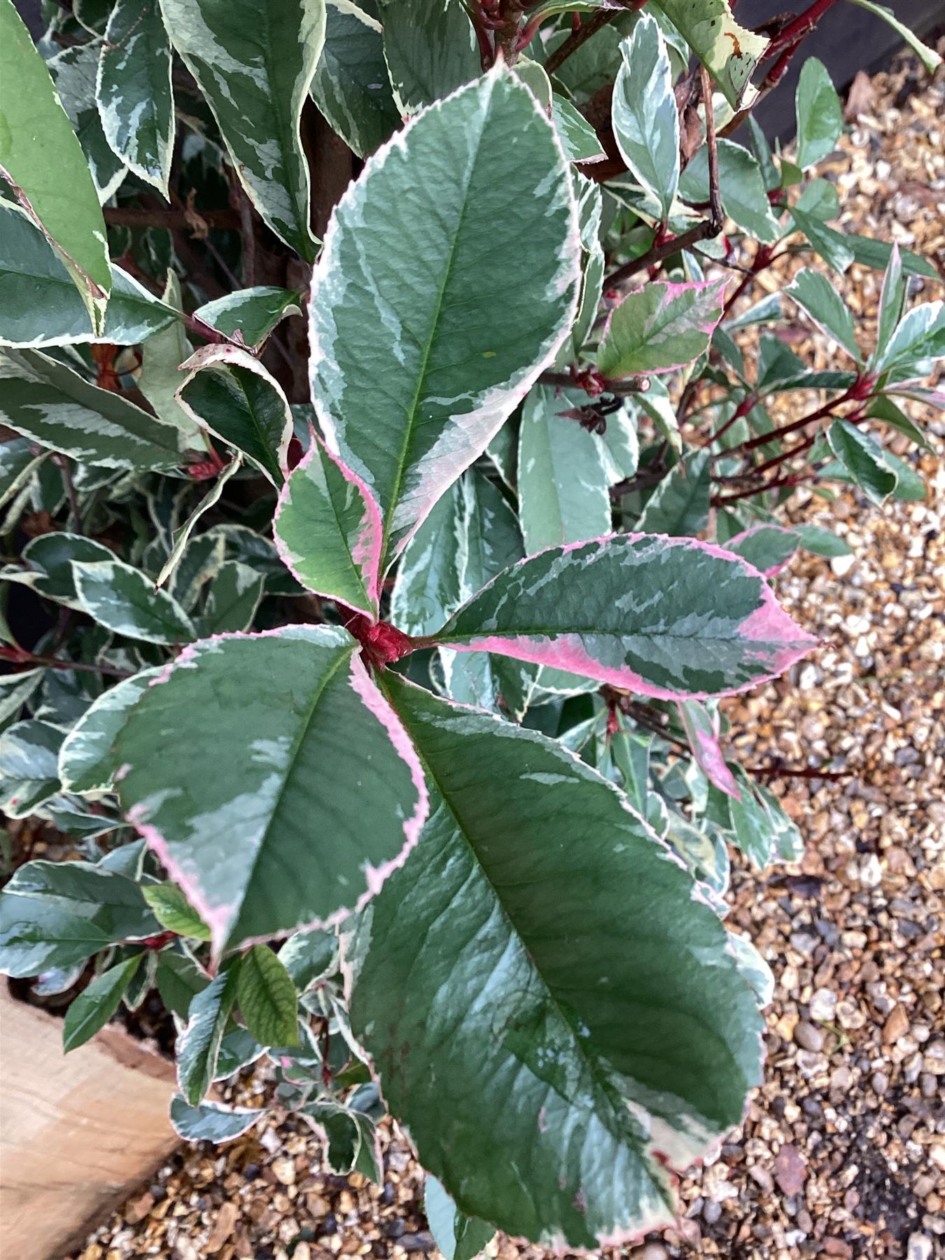 Photinia Pink Marble ('Cassini') - Pyramid - 130-140, 20lt