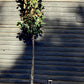 Magnolia grandiflora Praecox Goliath | Evergreen Magnolia- Girth 10-12cm - Height 350-400cm - 45lt