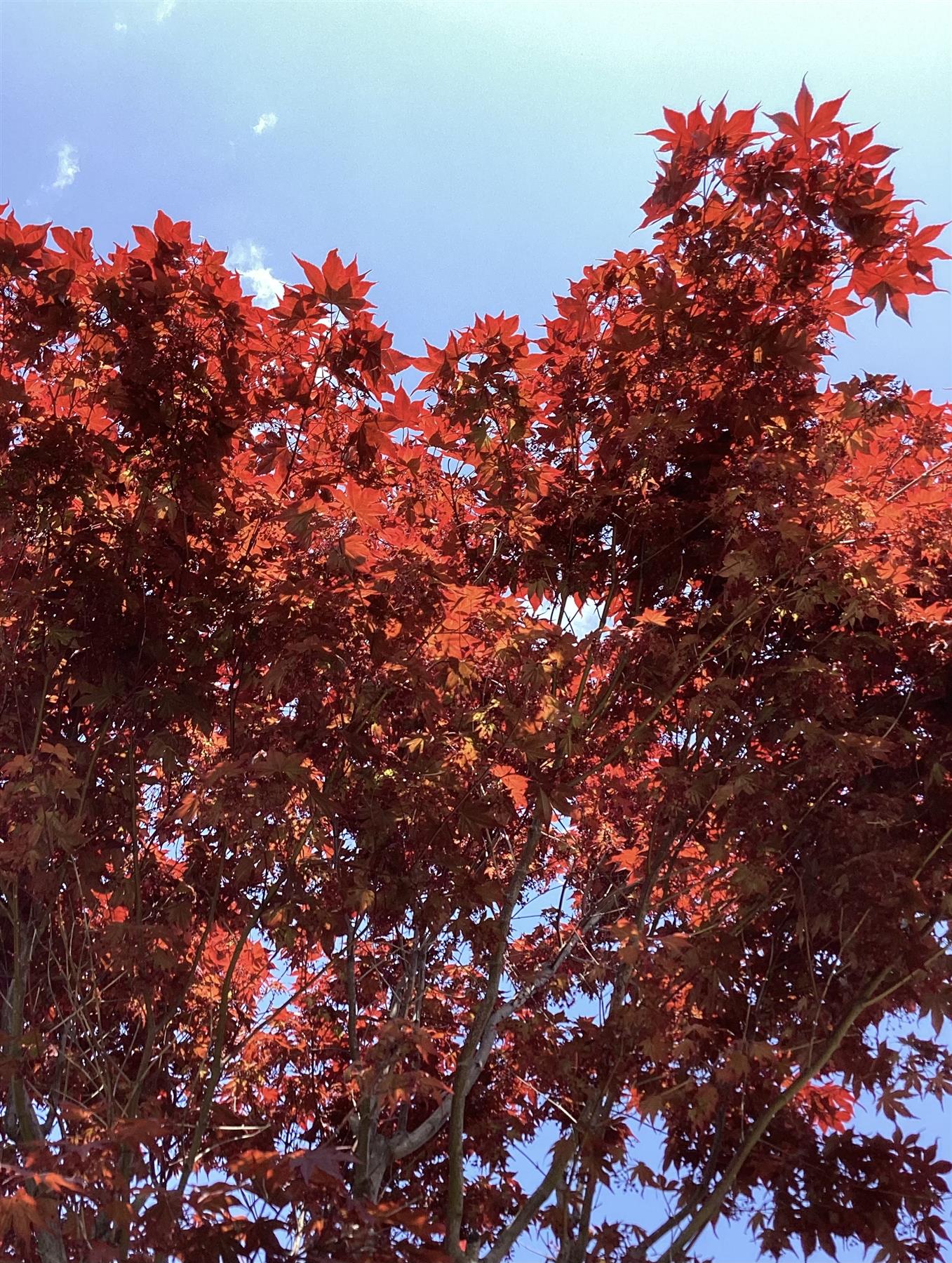 Acer palmatum 'Atropurpureum' | Purple Japanese maple - Girth 30cm - 450-460cm - 250lt