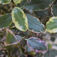 Pittosporum tenuifolium 'Elizabeth' - 80-100cm - 12lt