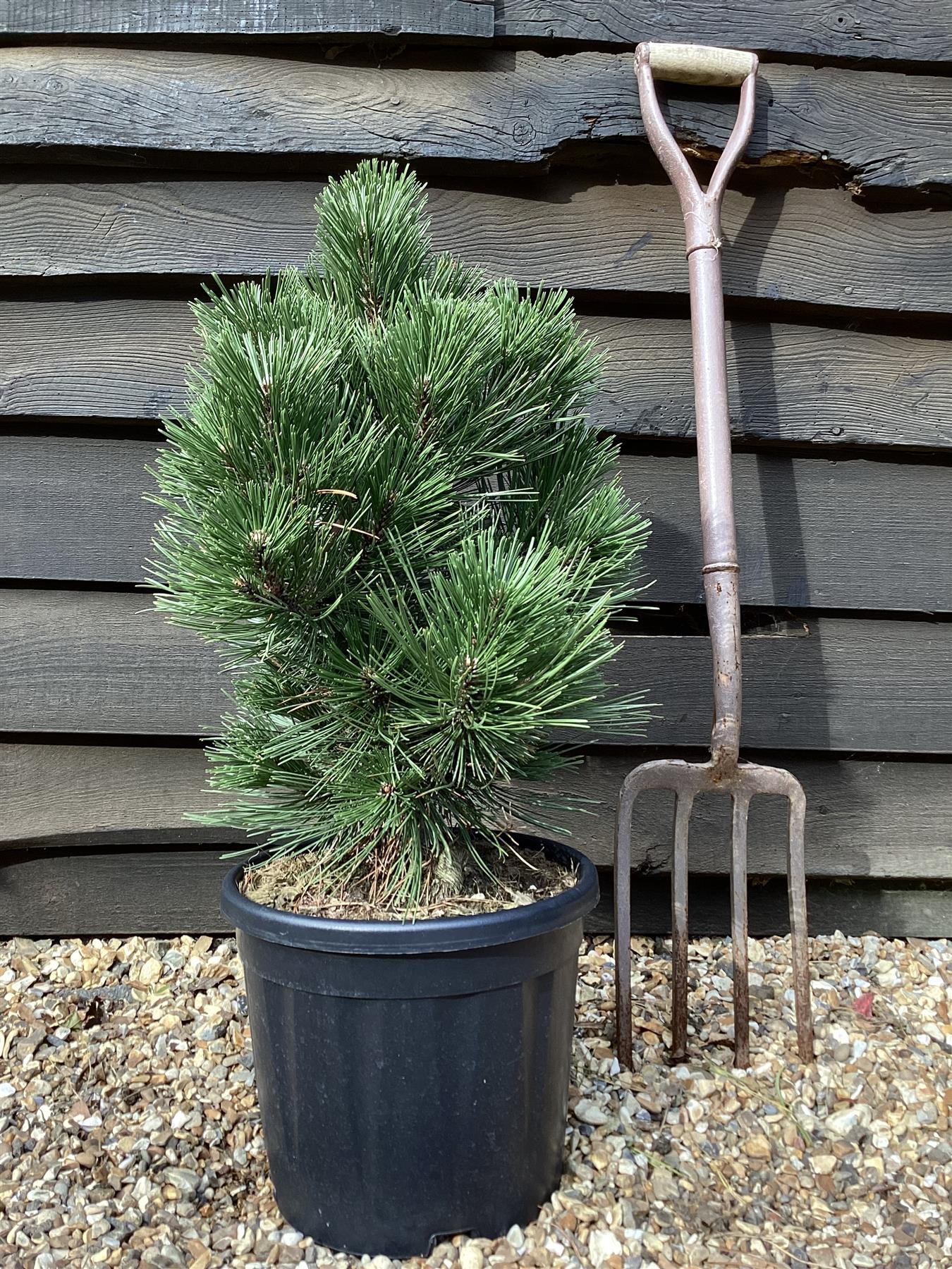 Pinus leucodermis 'Malinki' | Pinus leucodermis 'Malinki' - Height - 40-50cm - Width 35-40cm - 11lt