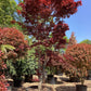 Acer palmatum 'Atropurpureum' | Purple Japanese maple - Girth 30cm - 450-460cm - 250lt