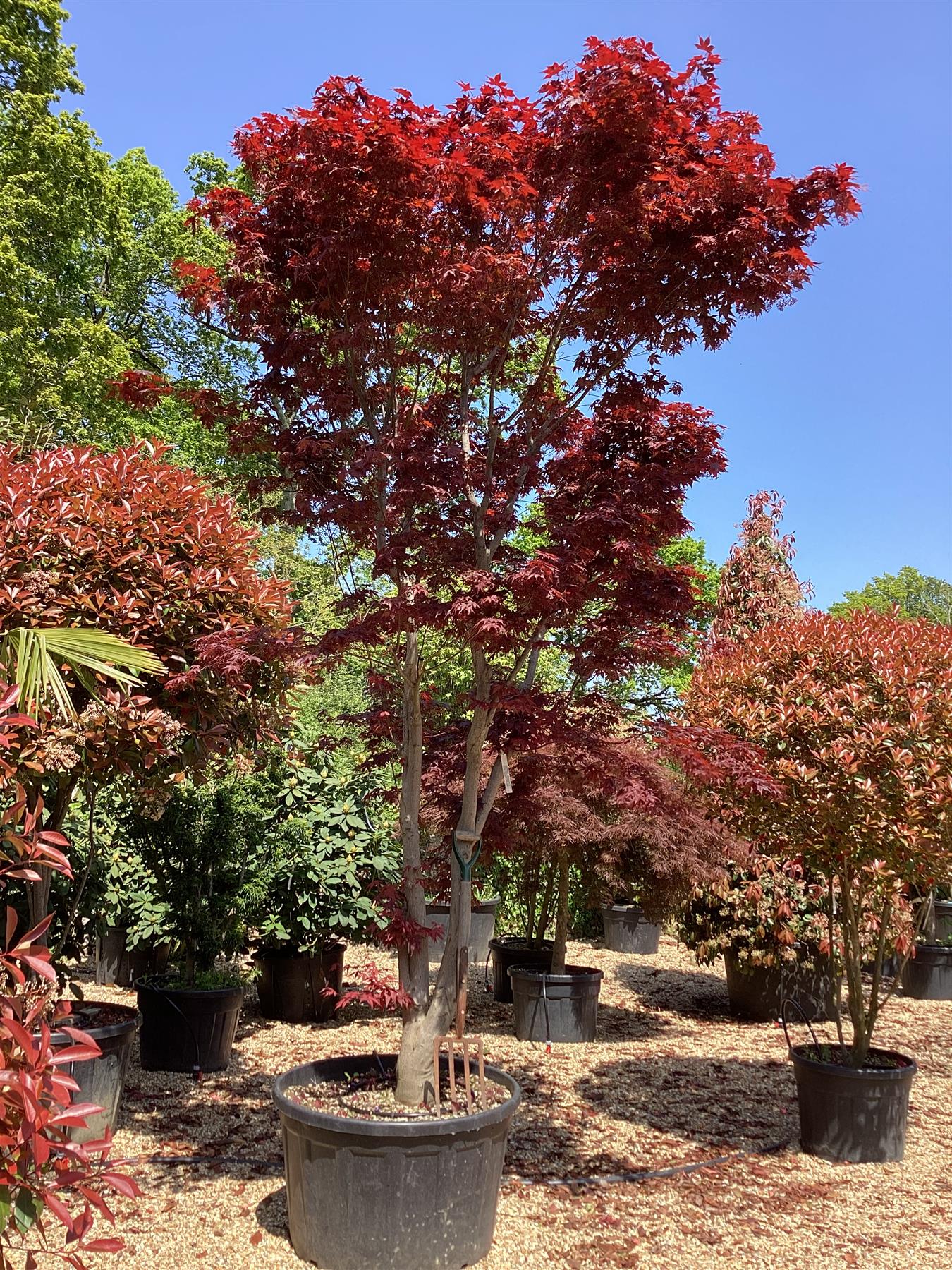 Acer palmatum 'Atropurpureum' | Purple Japanese maple - Girth 30cm - 450-460cm - 250lt