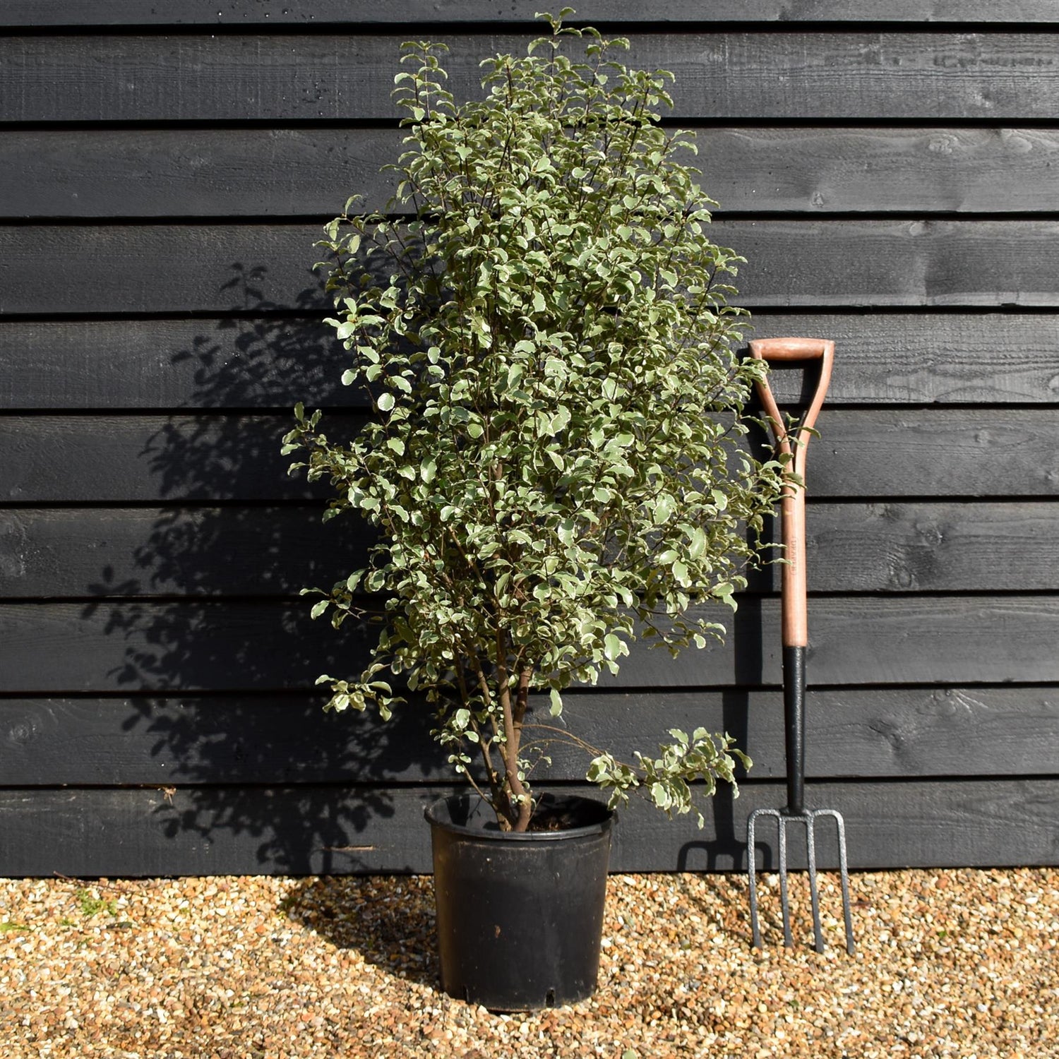 Pittosporum 'Silver Queen' - Height 110-130cm -12lt