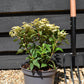 Hydrangea paniculata 'Polestar' - 30-40cm - 5lt