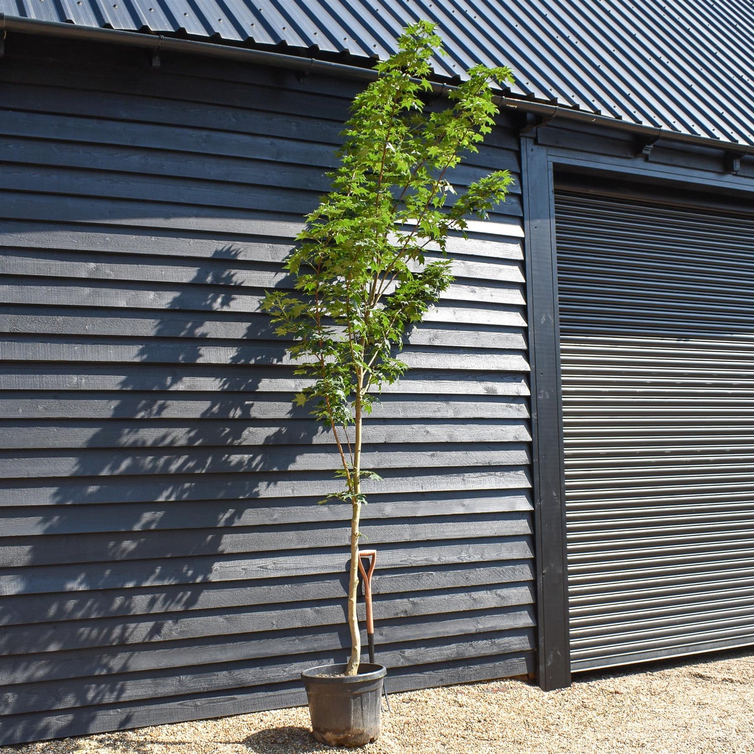 Red Cappadocian Maple | Acer cappadocicum 'Rubrum' - Height 200-250cm - Girth 8-10cm - 45lt