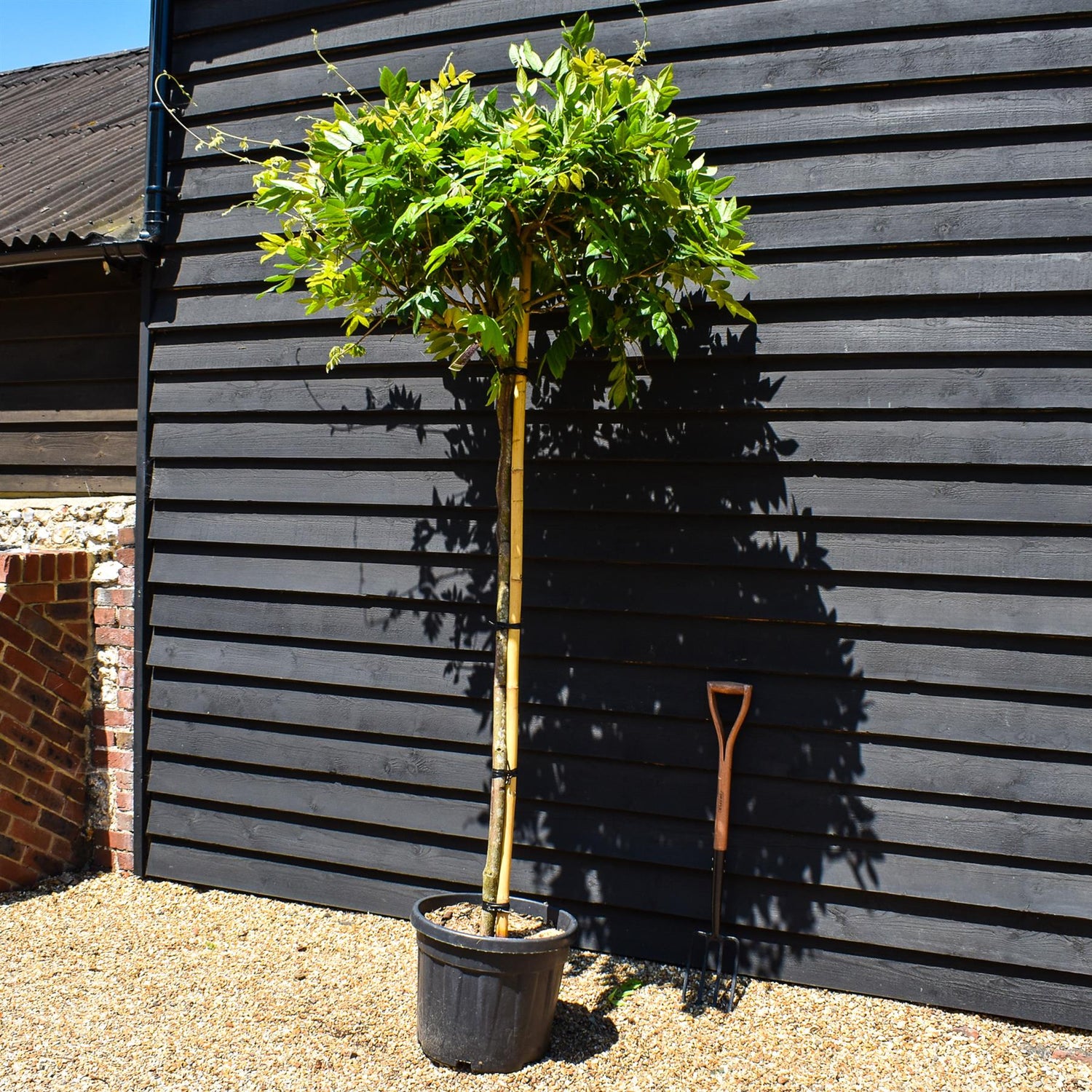 Wisteria brachybotrys 'Iko yama fuji'' - Clear stem 140cm - Girth 10-12cm - Height 200-220cm - 55lt