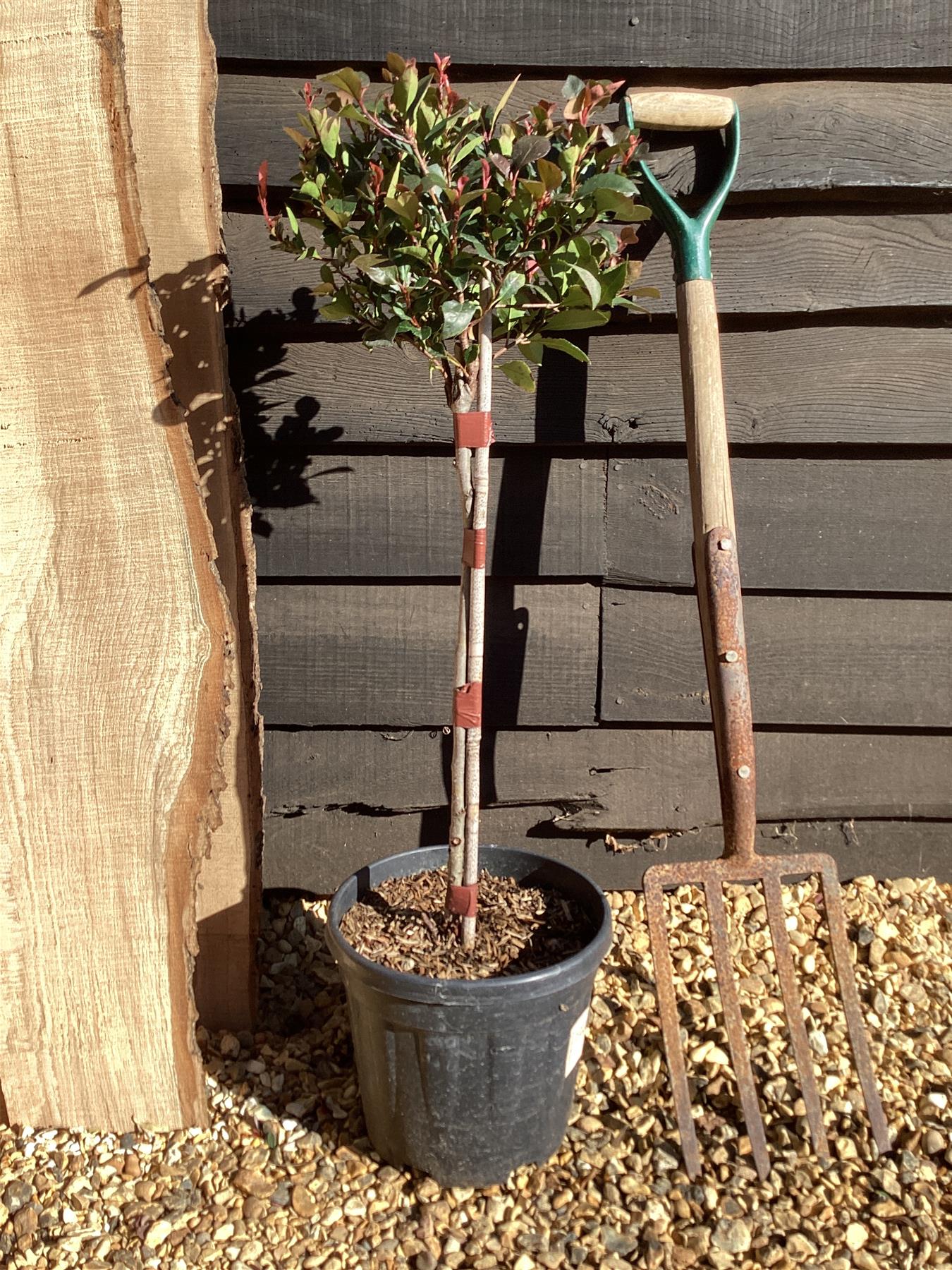 Photinia Little Red Robin | Christmas berry 'Little Red Robin' - 1/4 Std Clear Stem - 100-110cm, 9lt