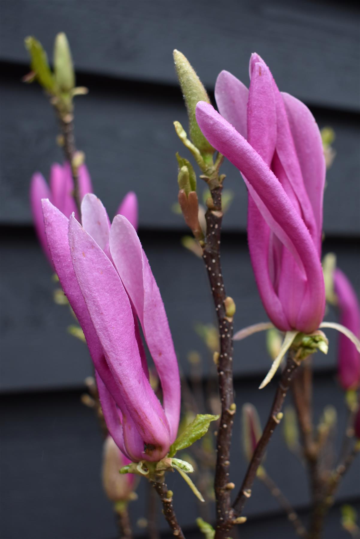 Magnolia Susan - Half Standard - 140cm - 15lt