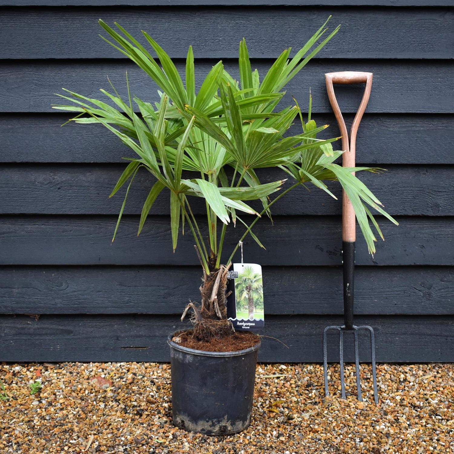 Trachycarpus fortunei | Chusan Palm - 90-100cm, 10lt