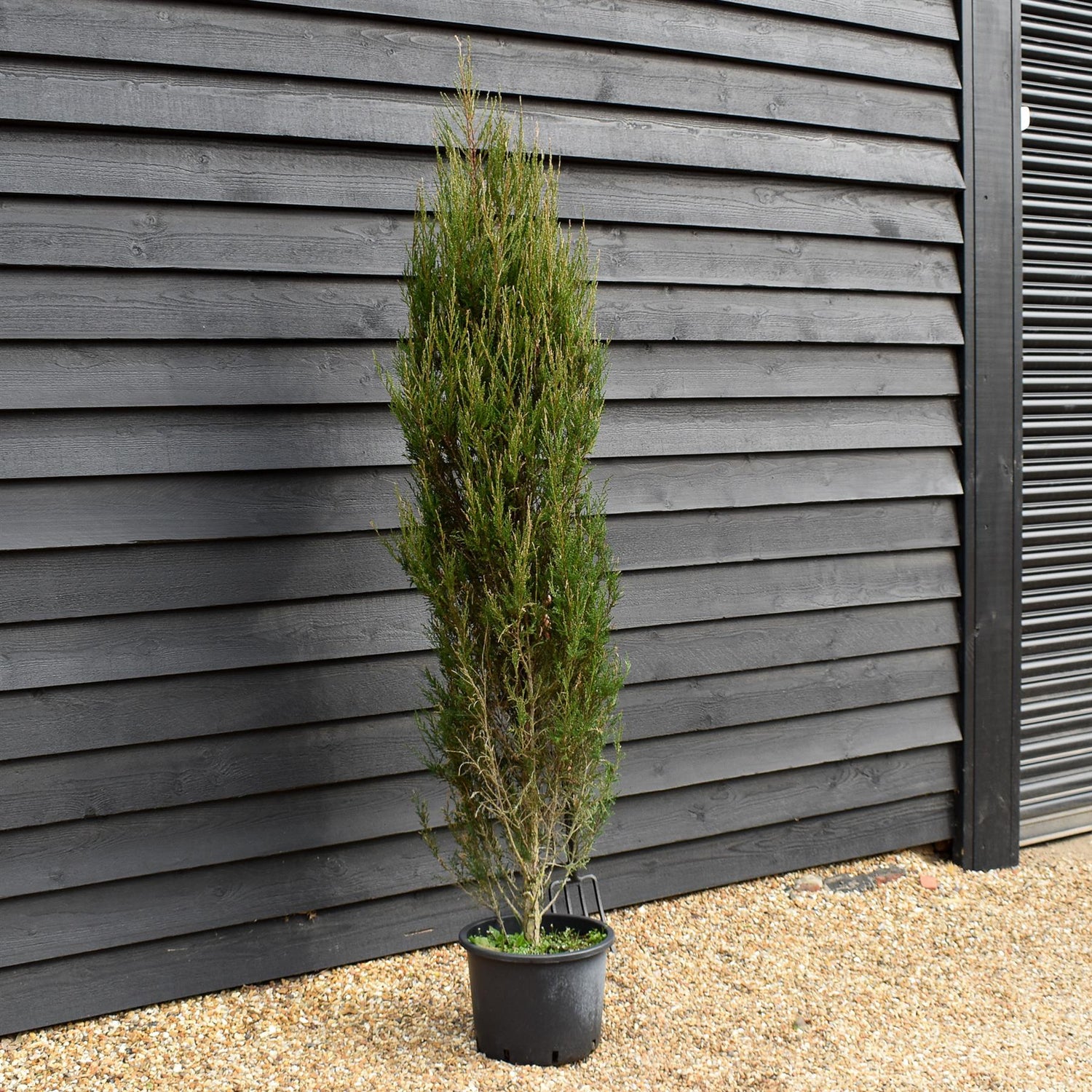Juniperus scopulorum 'Blue Arrow' - 20lt