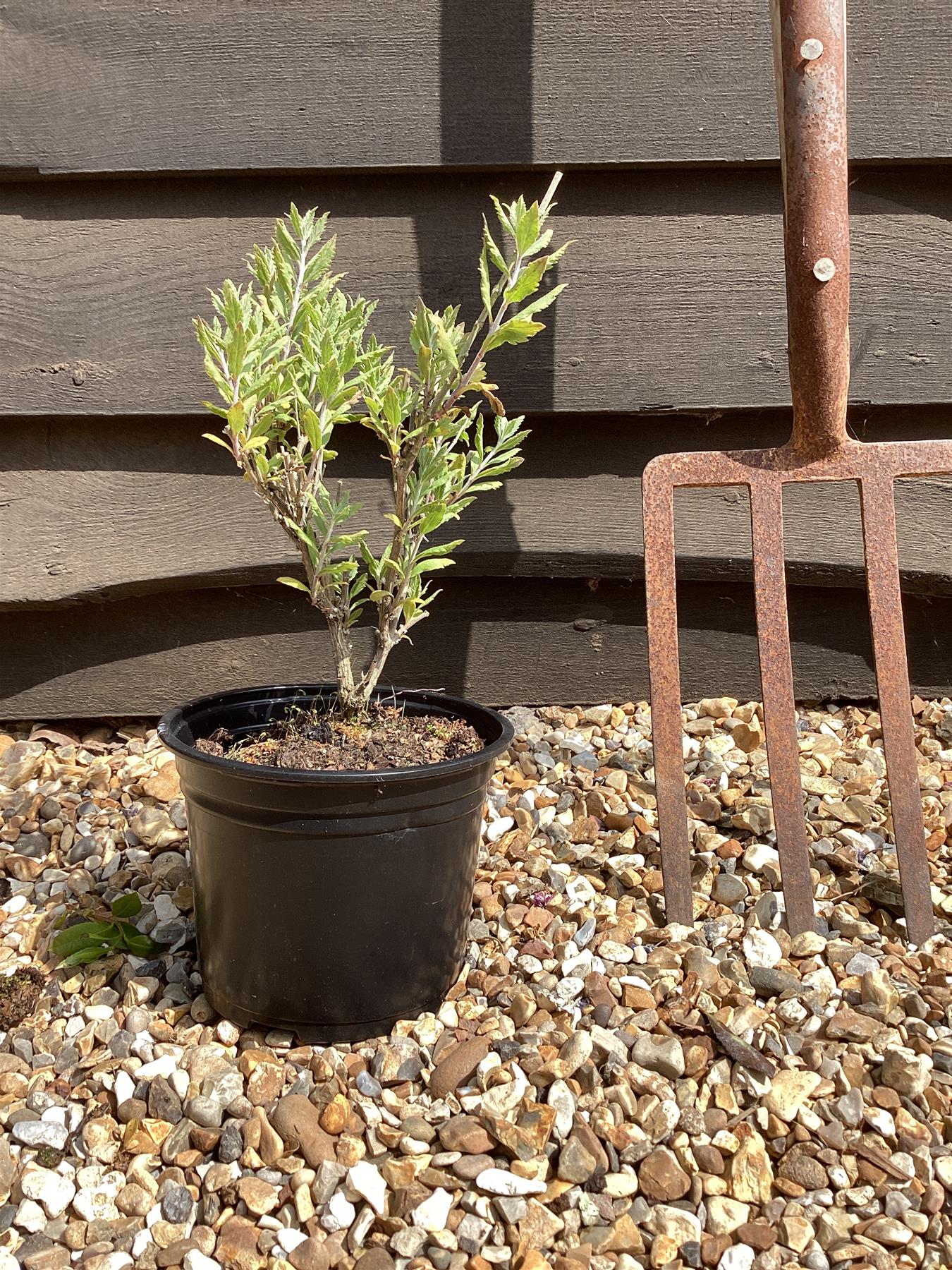 Caryopteris x clandonensis 'Kew Blue' | Kew Blue Caryopteris - 30-50cm - 10lt