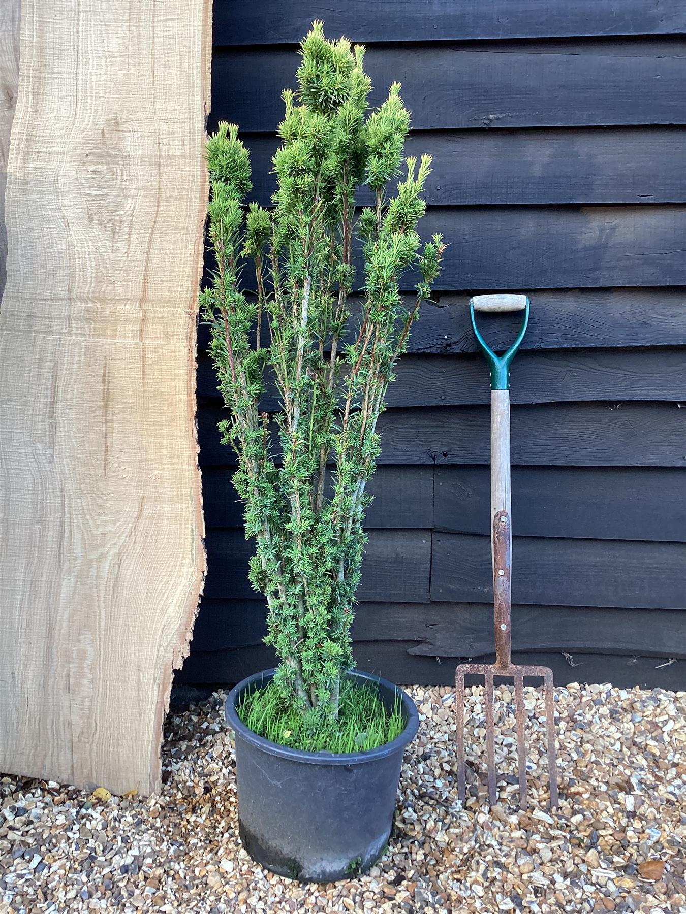 Taxus baccata Fastigiata Aurea - 150-200cm, 20lt