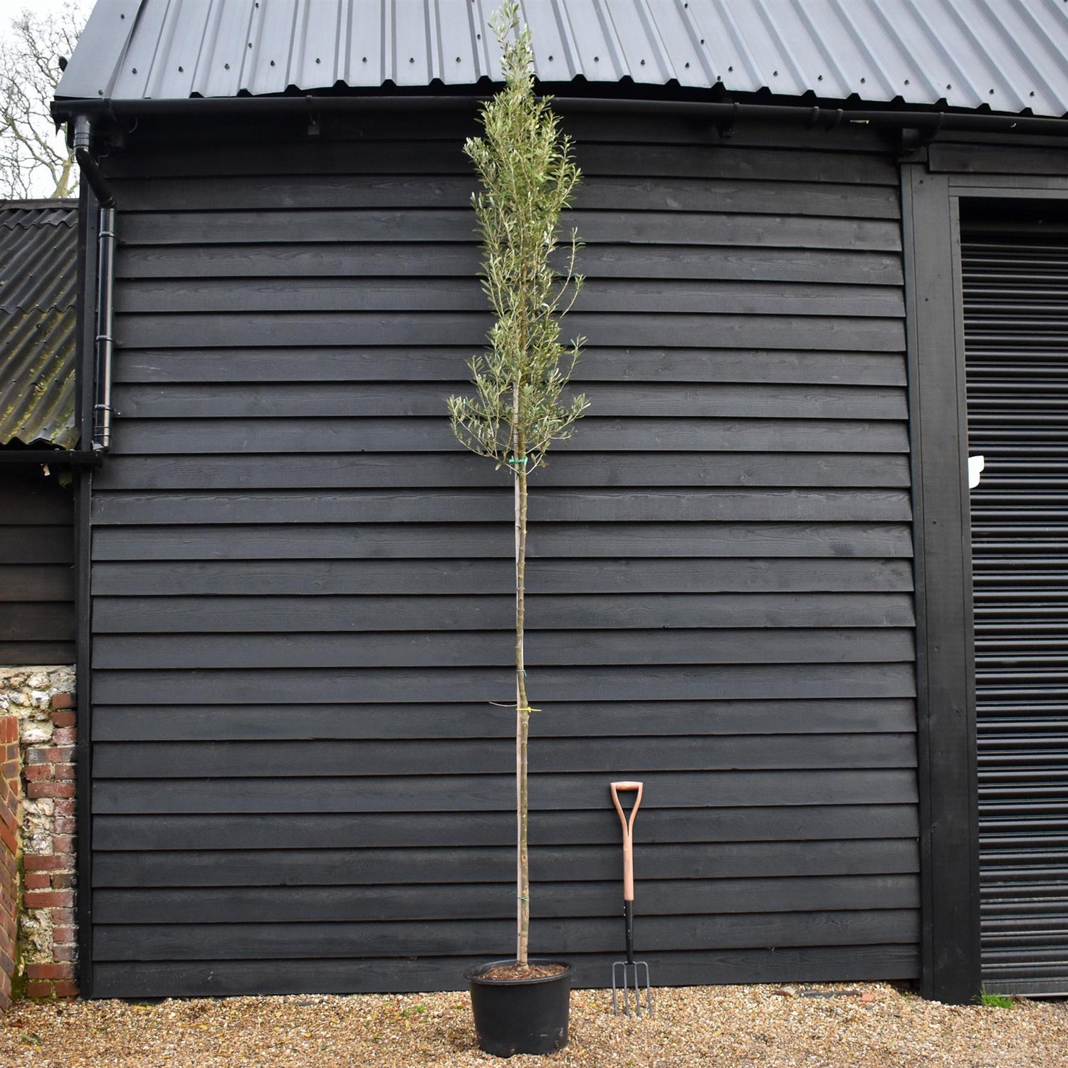 Olive Tree |Olea Europea - Standard - Girth 6-8cm - Clear Stem 180cm - Height 350-380cm - 40lt